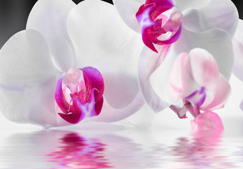 Fleurs Orchidée Zen Spa peintures murales images XXL toile canevas b-a-0253-b-b