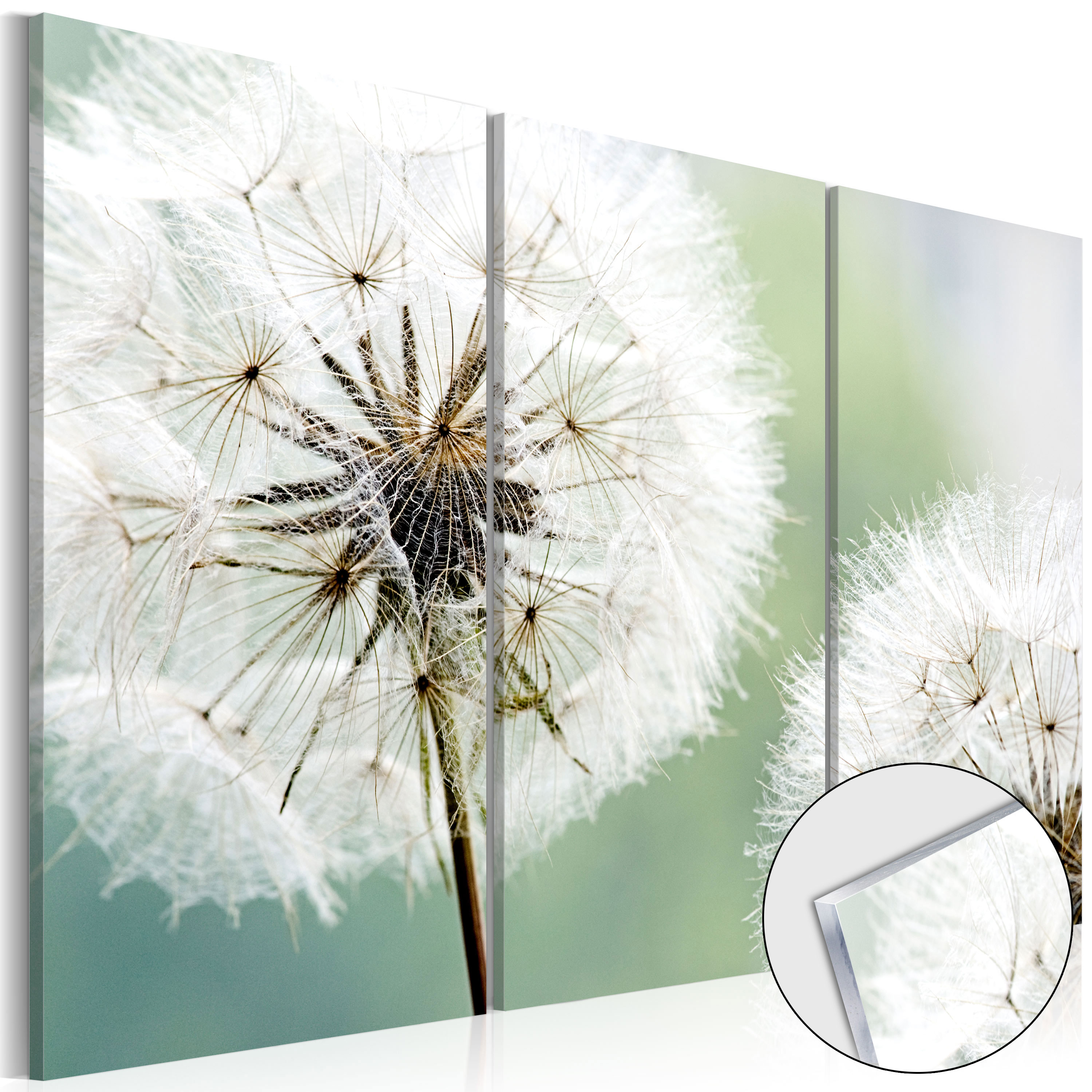 Acrylic Print - Fluffy Dandelions [Glass] - 120x80