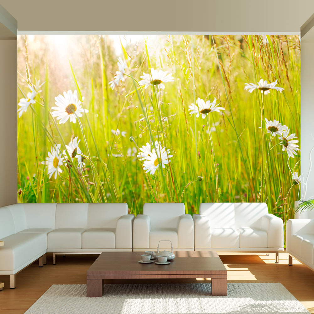 Wallpaper - Daisy field - 400x309