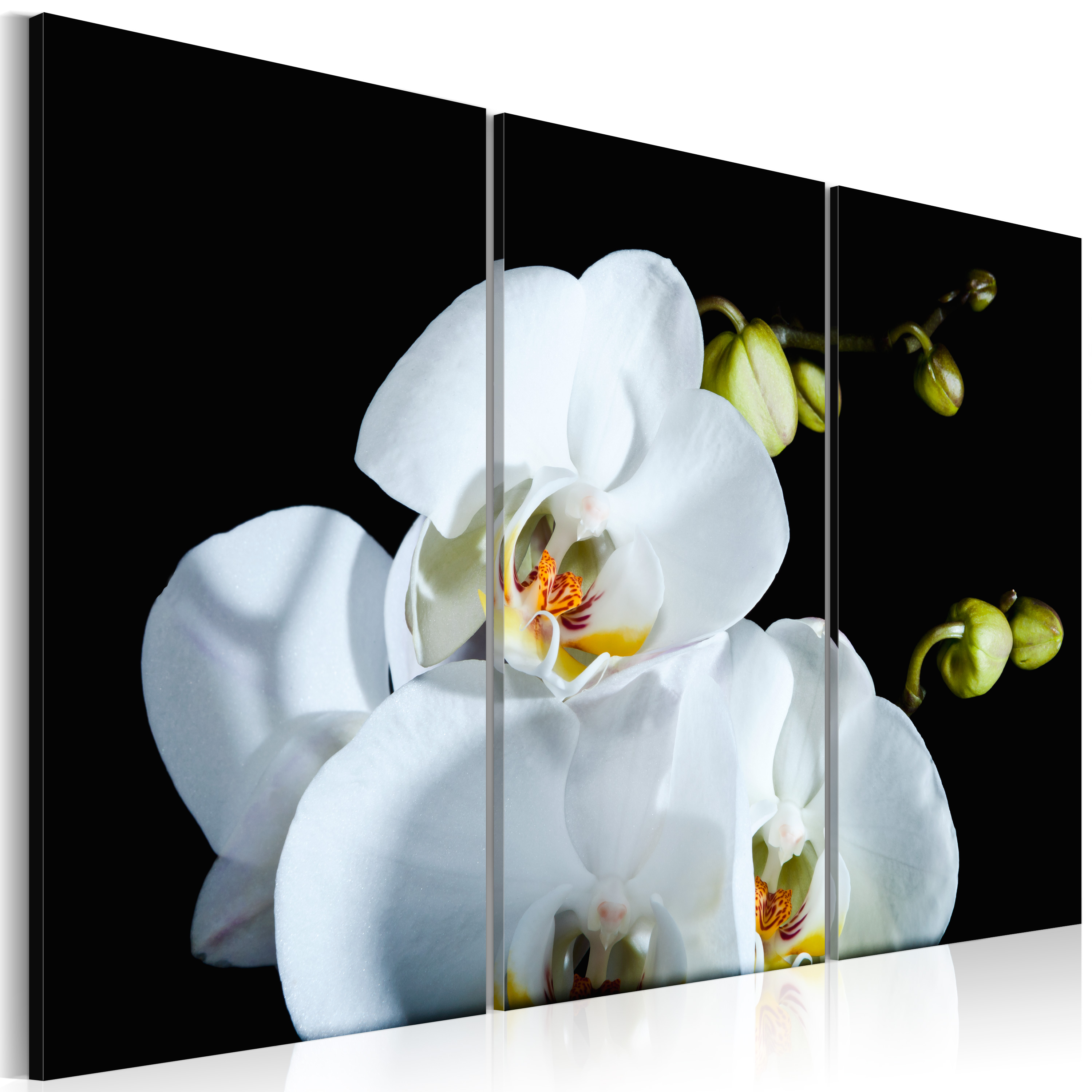 Canvas Print - Snowy orchid - 60x40
