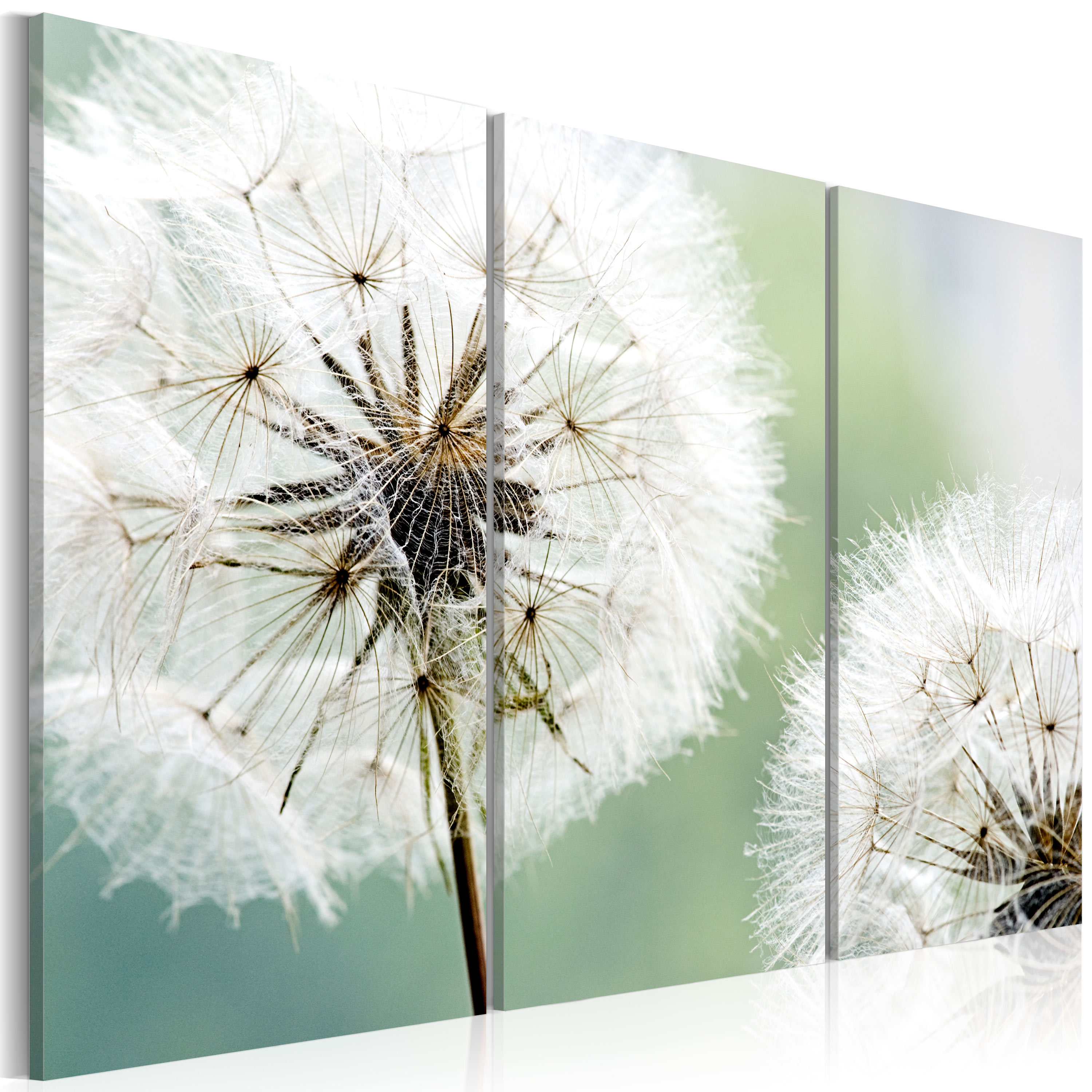 Canvas Print - Fluffy dandelions - 120x80