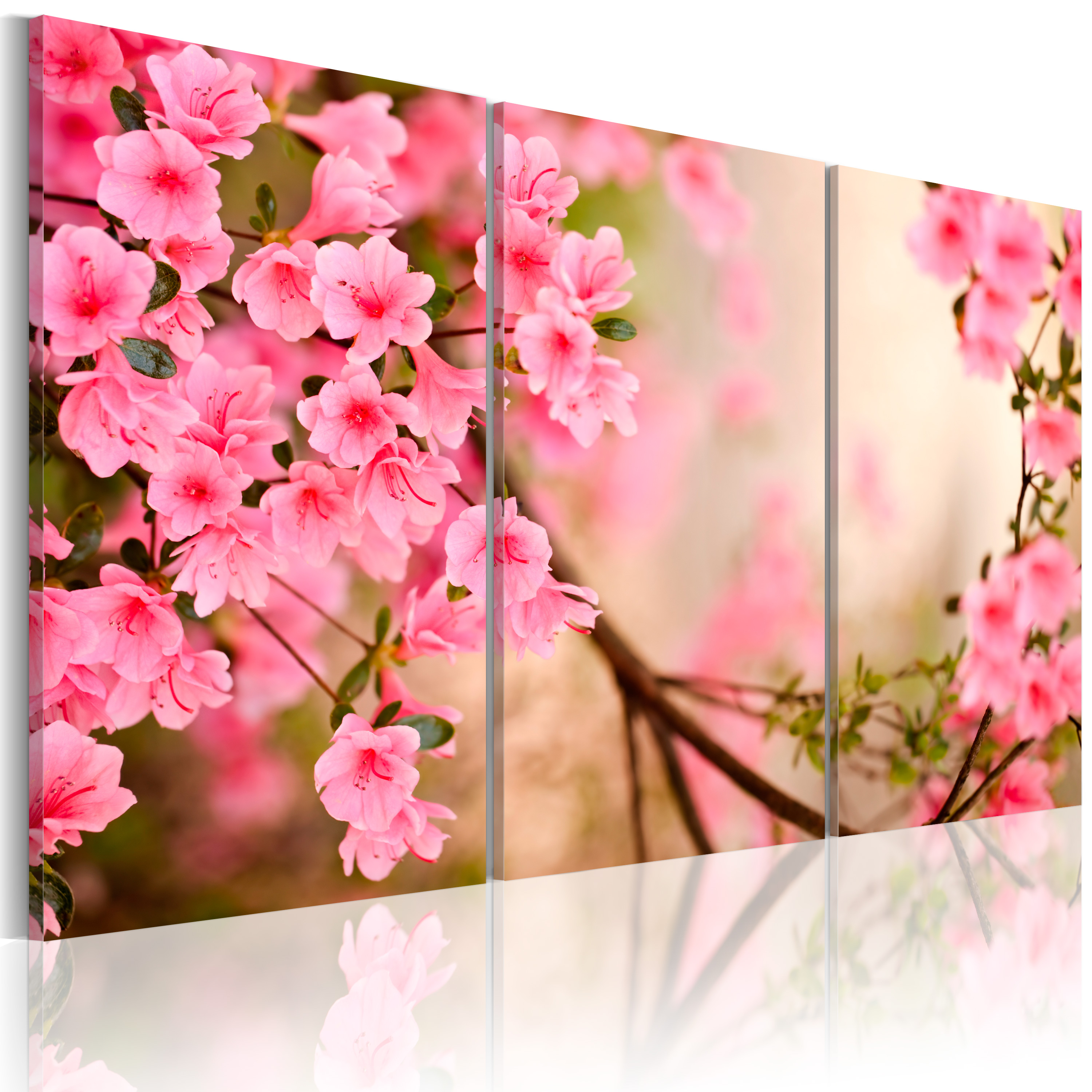 Canvas Print - Cherry flower - 60x40