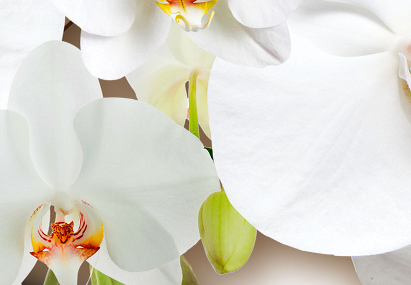 Blumen Vlies Leinwandbild 5 tlg Orchidee Abstrakt Natur Wandbilder XXL Bilder