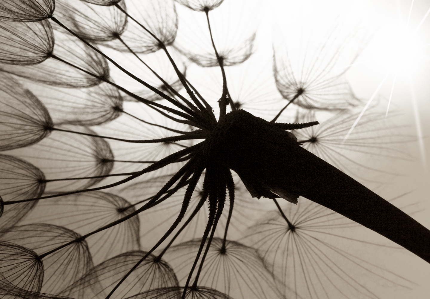 DANDELION Canvas Print Framed Wall Art Picture Image bC0161ba eBay