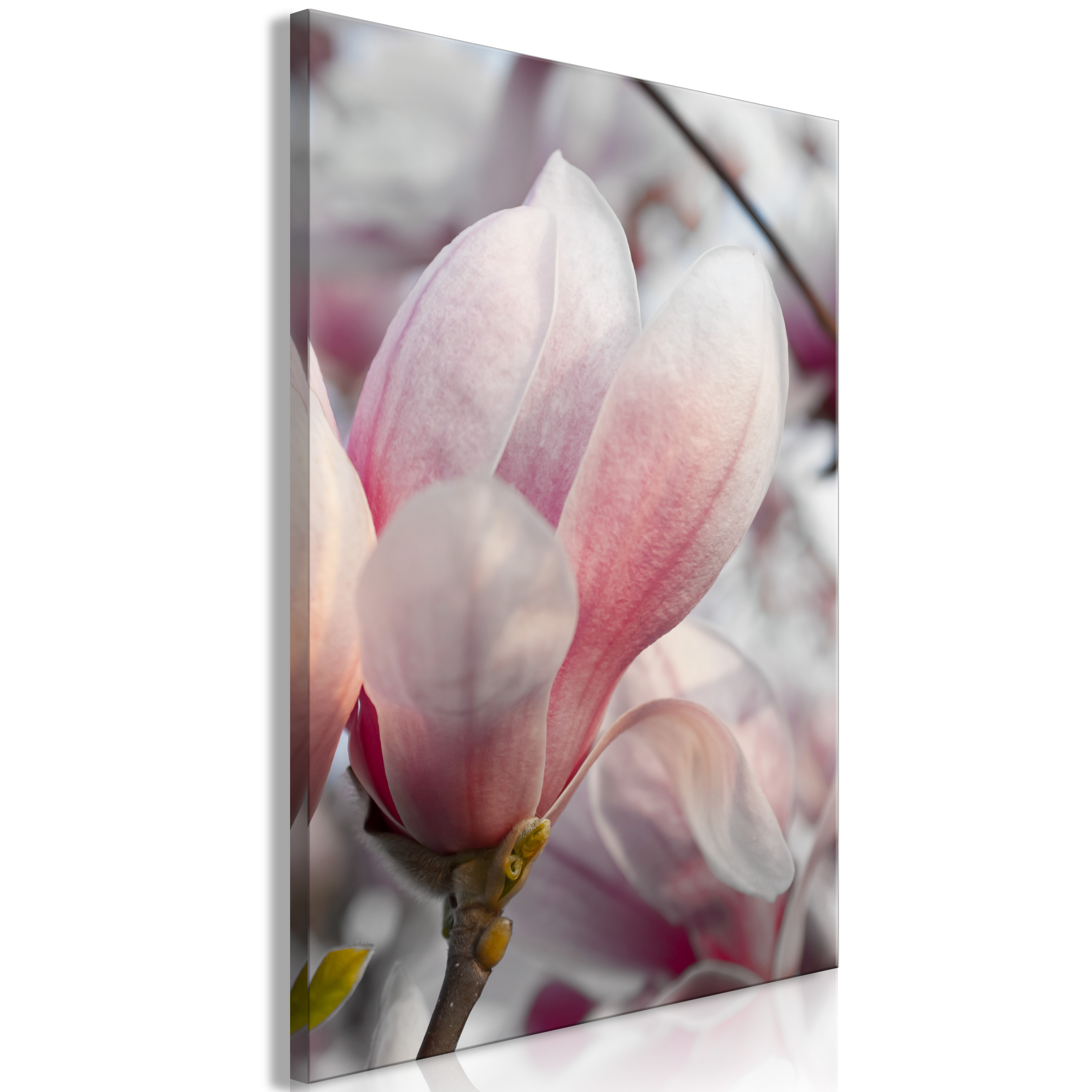 MAGNOLIA FLOWERS Canvas Print Framed Wall Art Picture Photo Image bB