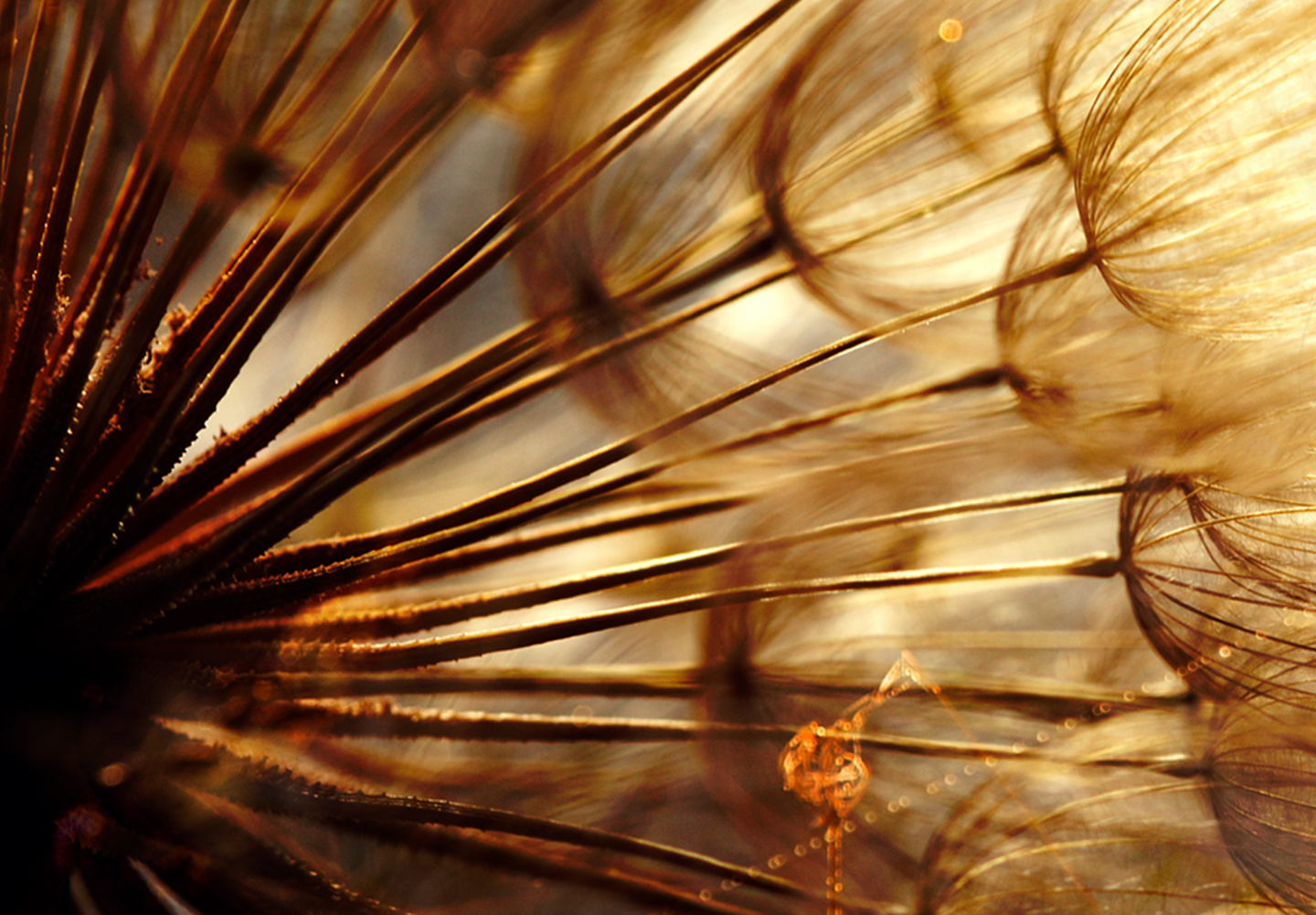 DANDELION ABSTRACT Canvas Print Framed Wall Art Picture Photo Image bA