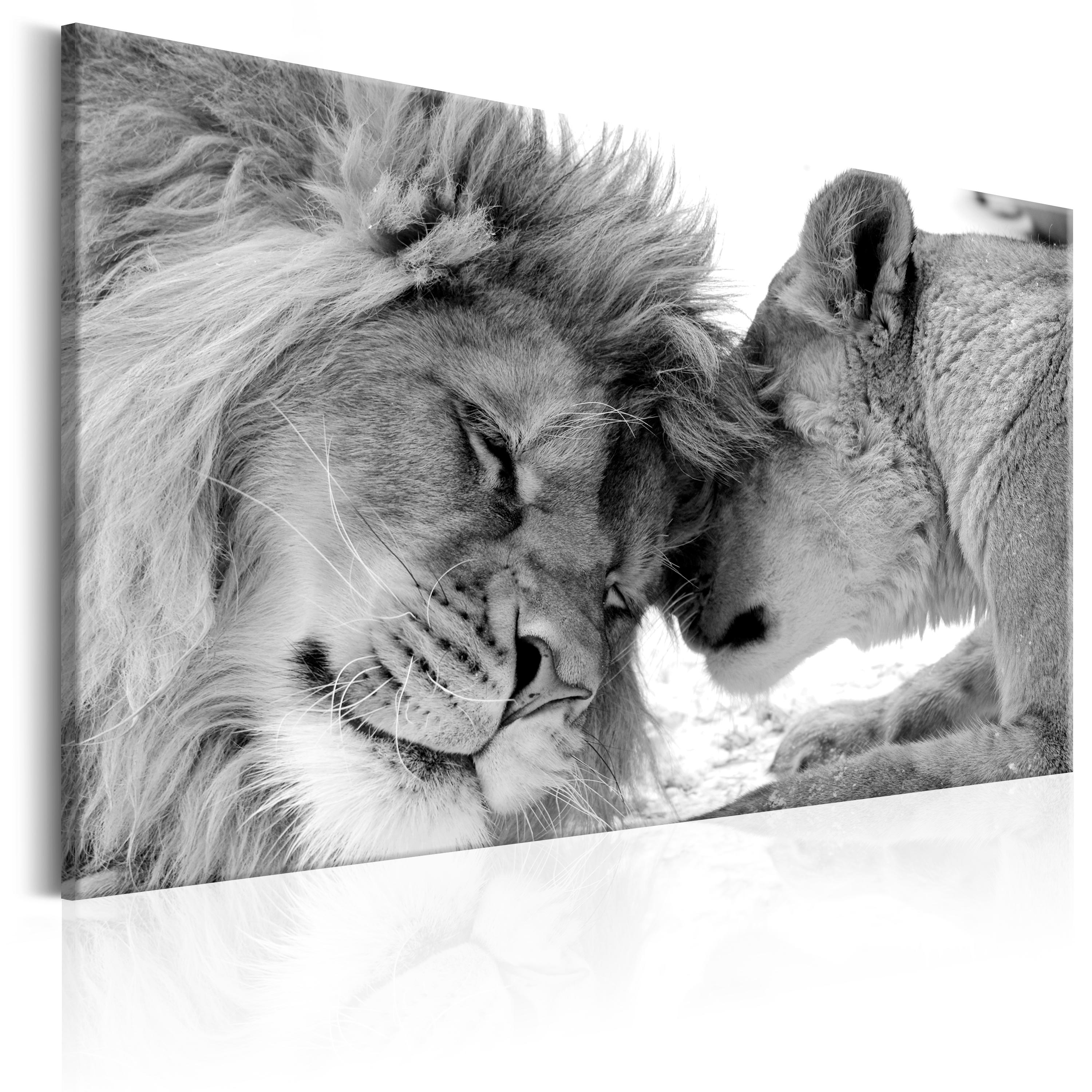 Canvas Print - Lion's Love - 60x40