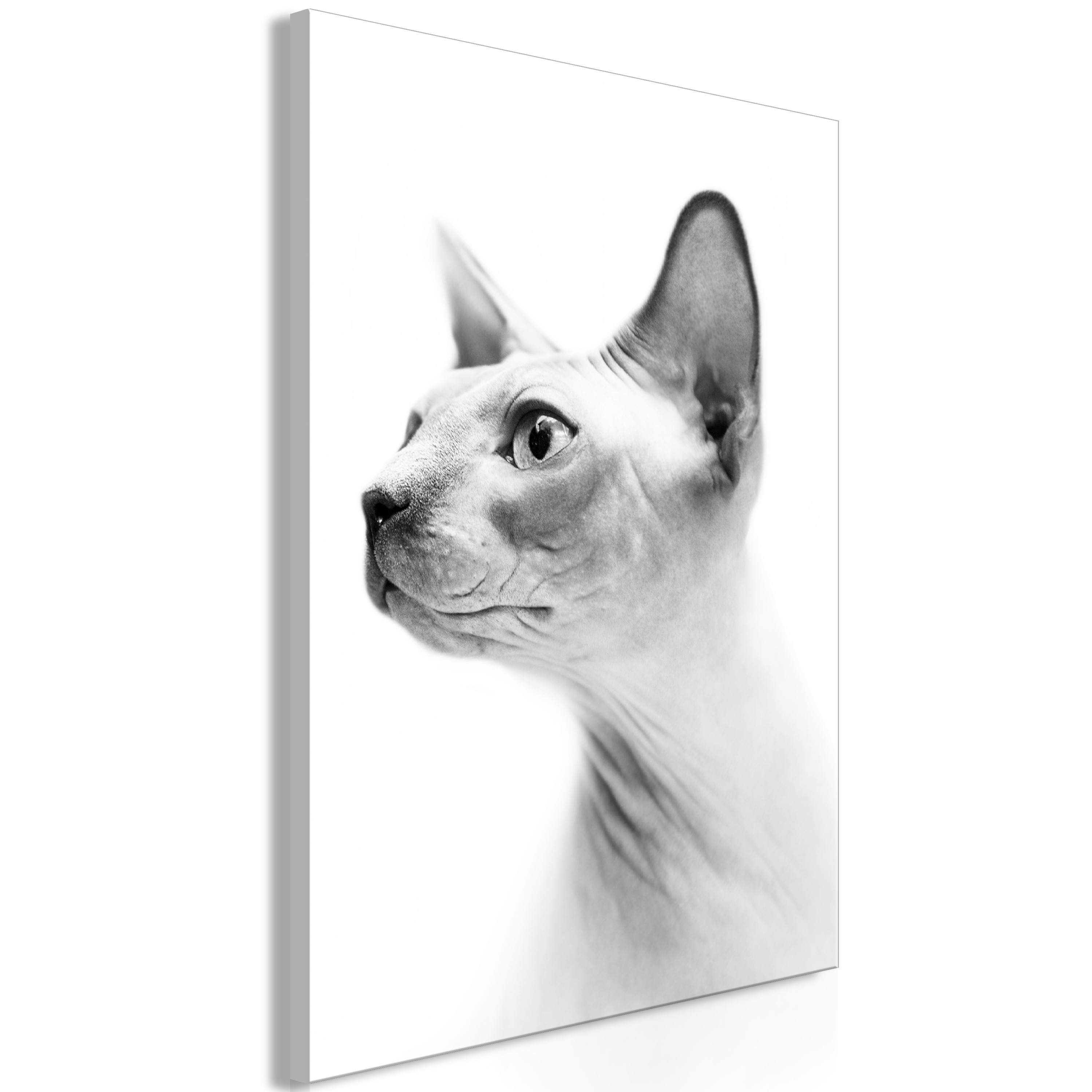 Canvas Print - Hairless Cat (1 Part) Vertical - 60x90