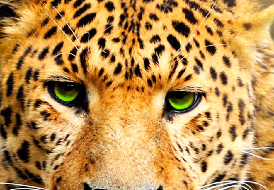Wild Leopard Tier Afrika Wandbilder Xxl Bilder Vlies Leinwand G C 0031 B N Ebay