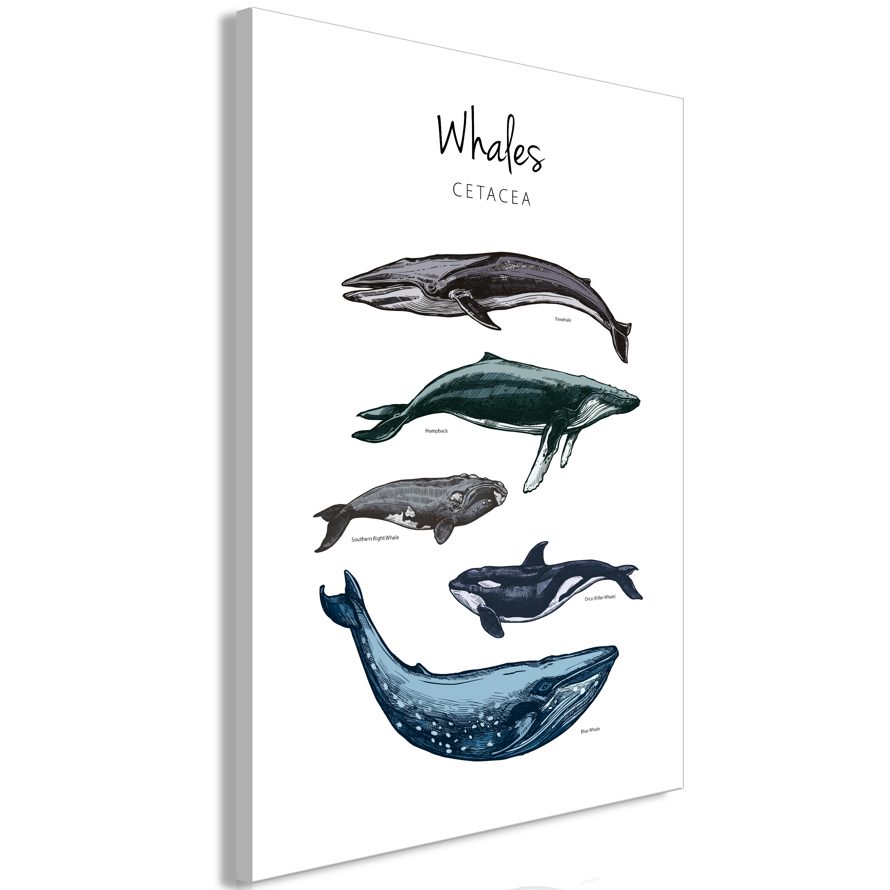 Canvas Print - Whales (1 Part) Vertical - 40x60