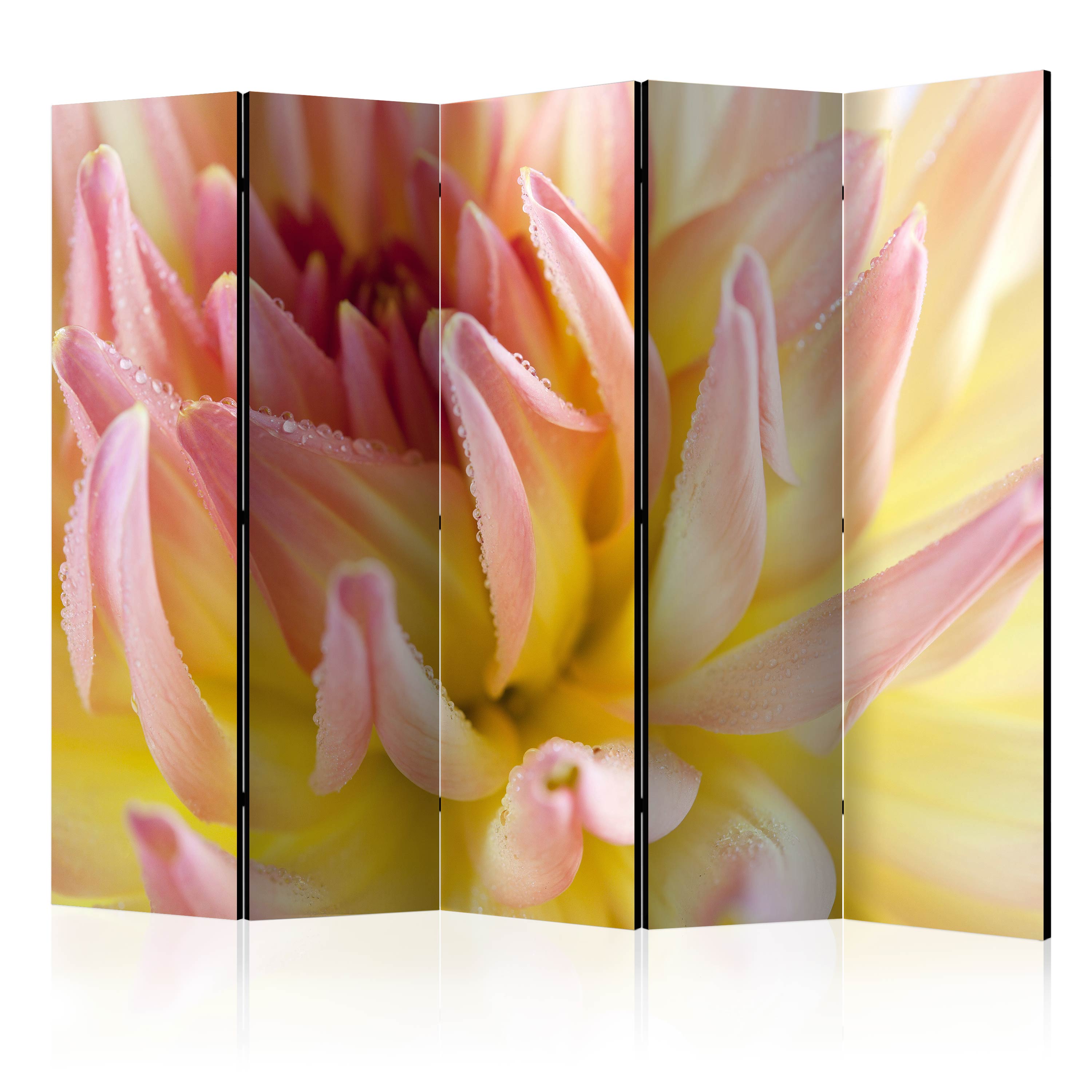 Room Divider - Pastel colored dahlia flower with dew drops II [Room Dividers] - 225x172