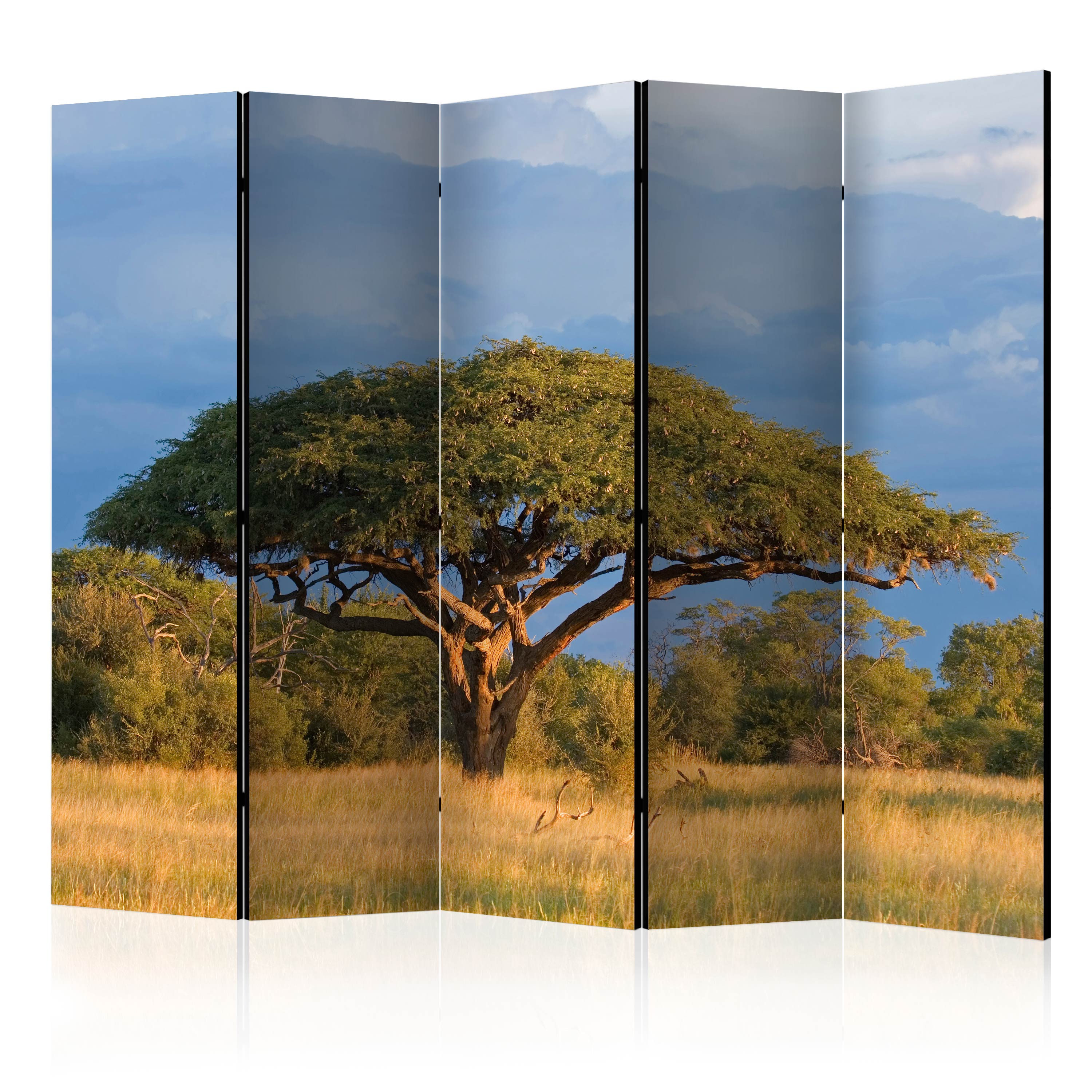 Room Divider - African acacia tree, Hwange National Park, Zimbabwe II [Room Dividers] - 225x172