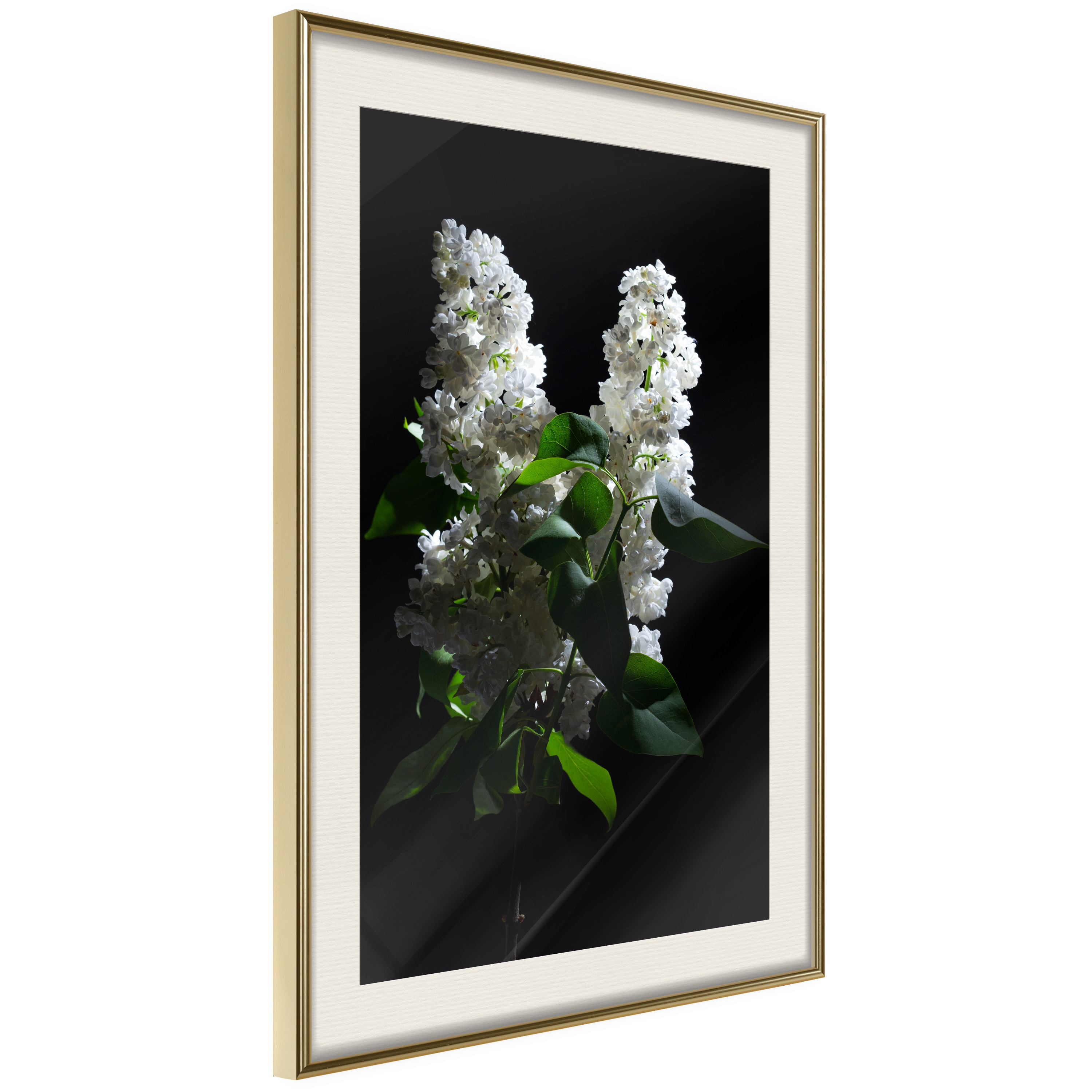 Poster - White Lilac - 30x45