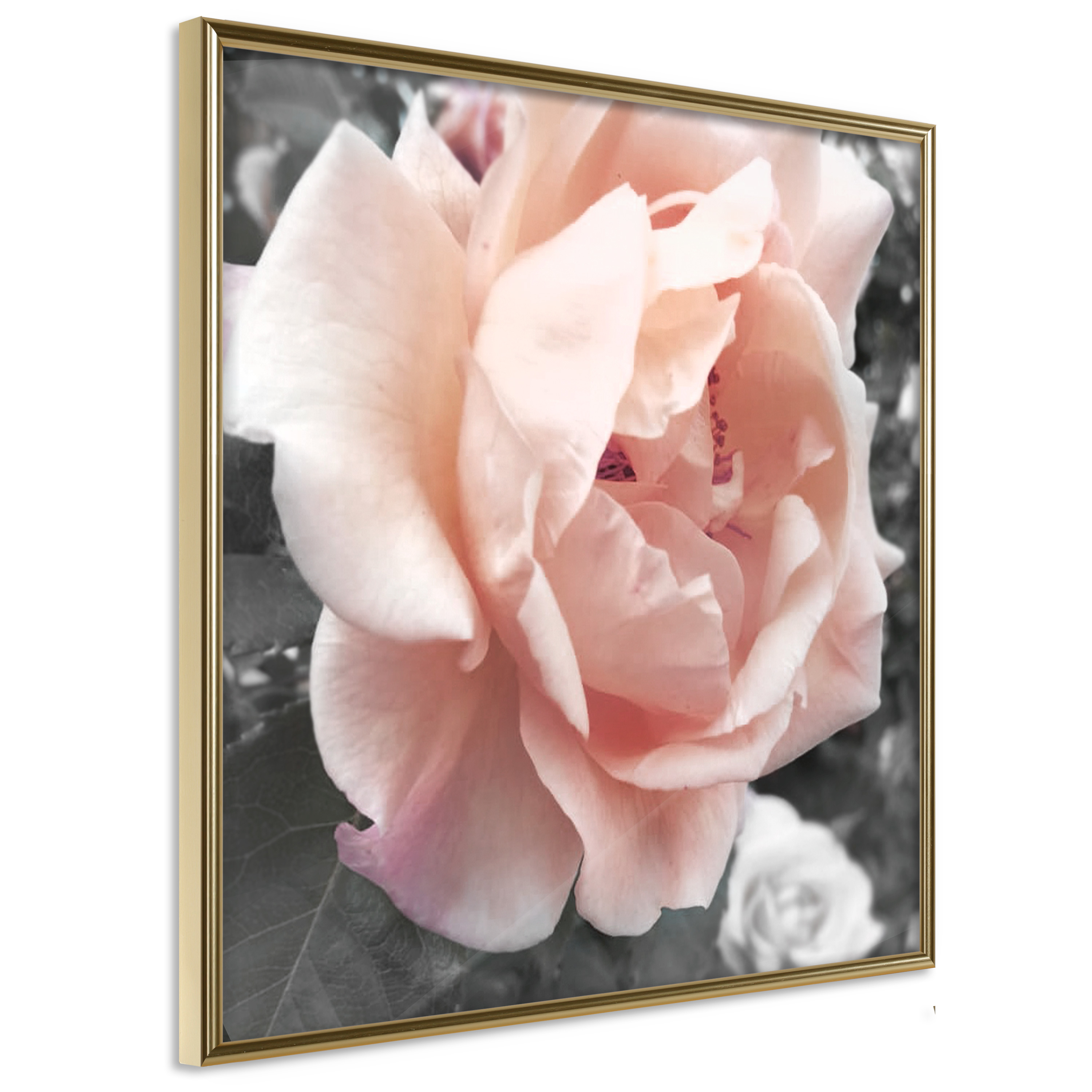 Poster - Delicate Rose - 50x50
