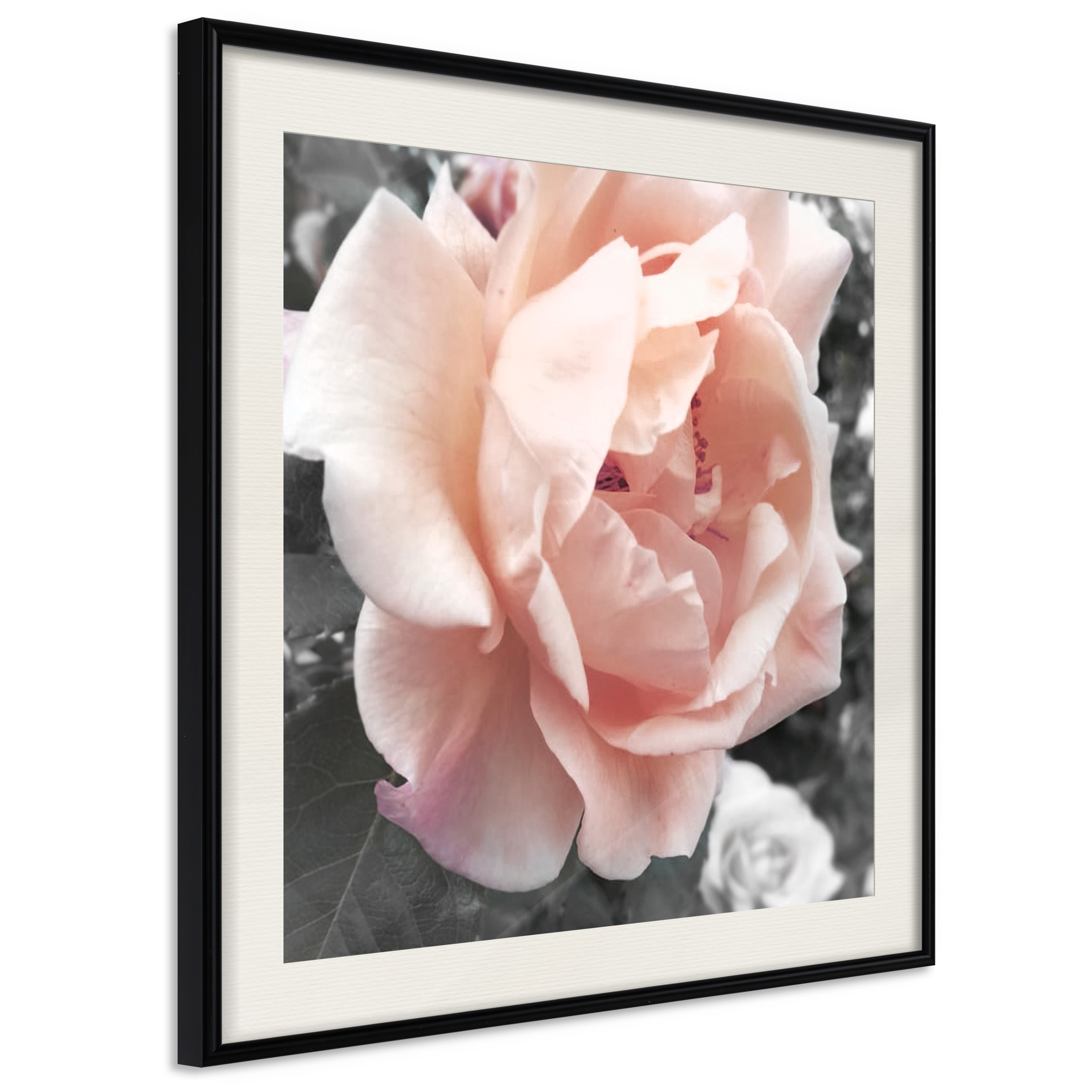 Poster - Delicate Rose - 30x30