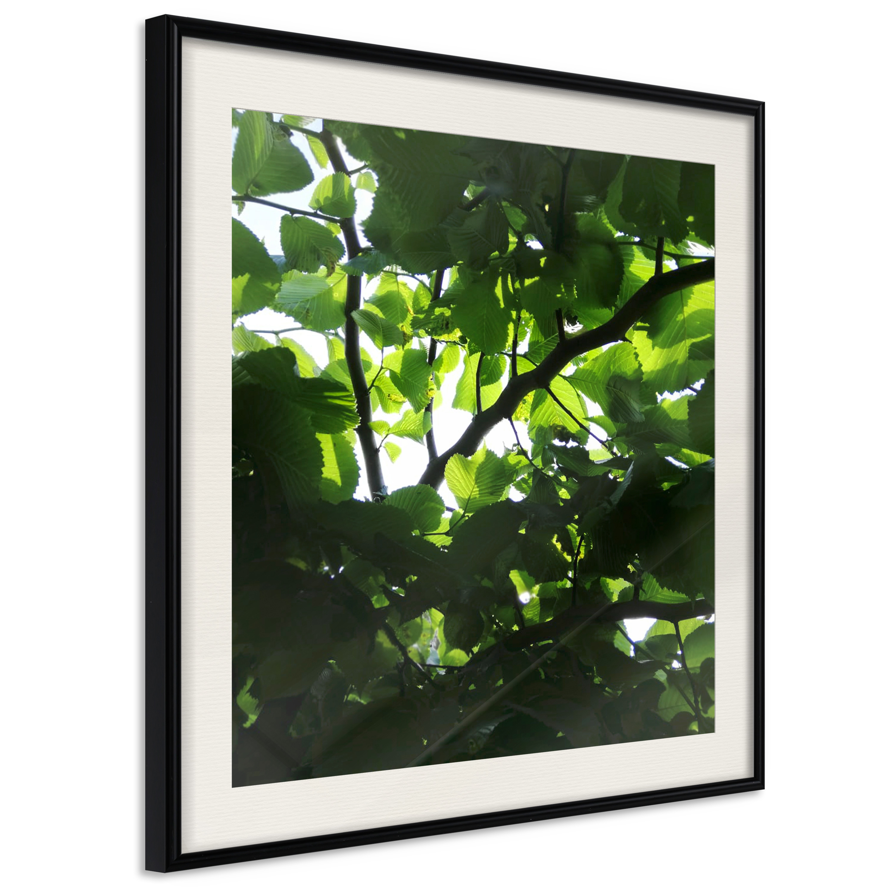 Poster - Under Cover of Leaves - 50x50