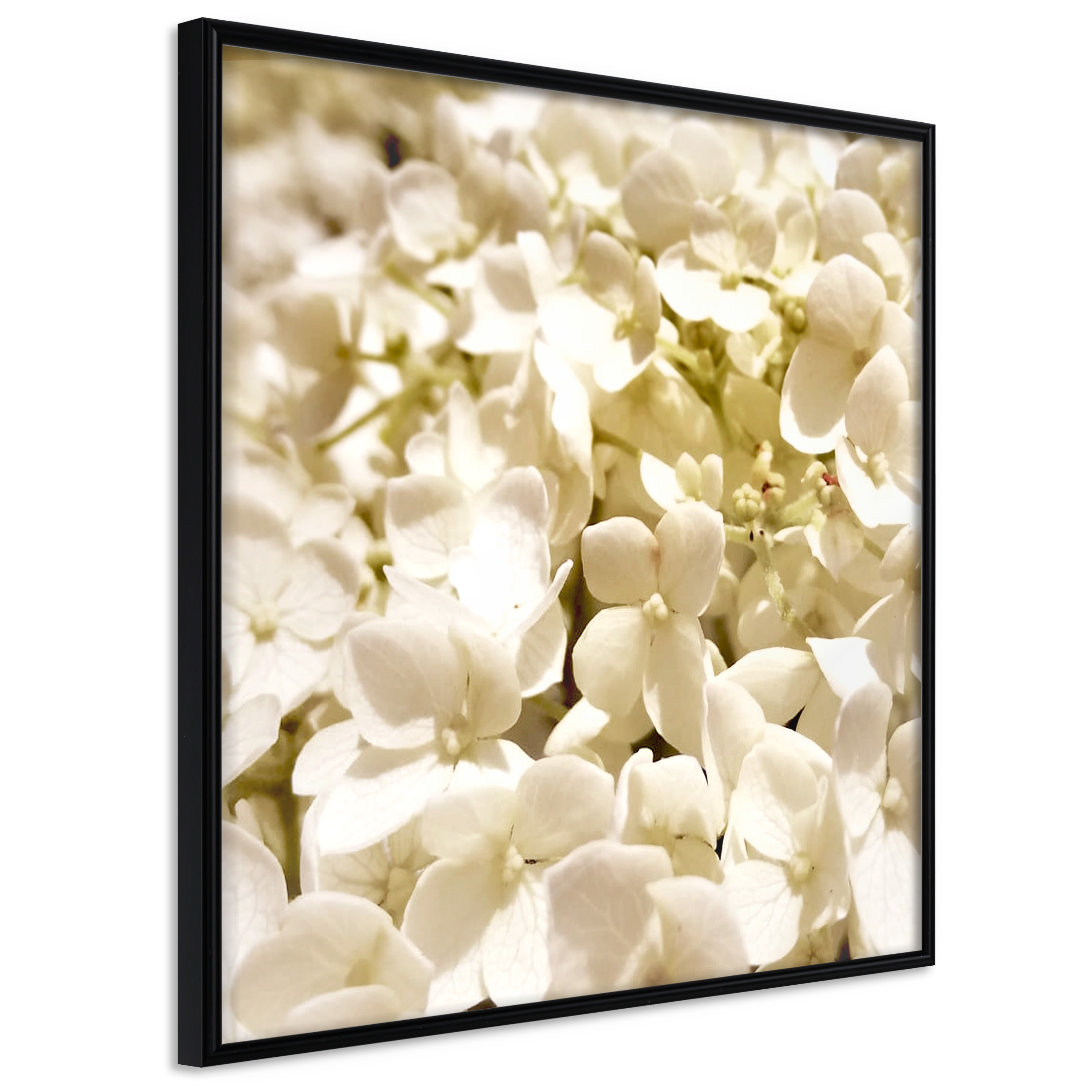 Poster - Soothing Flowers - 20x20