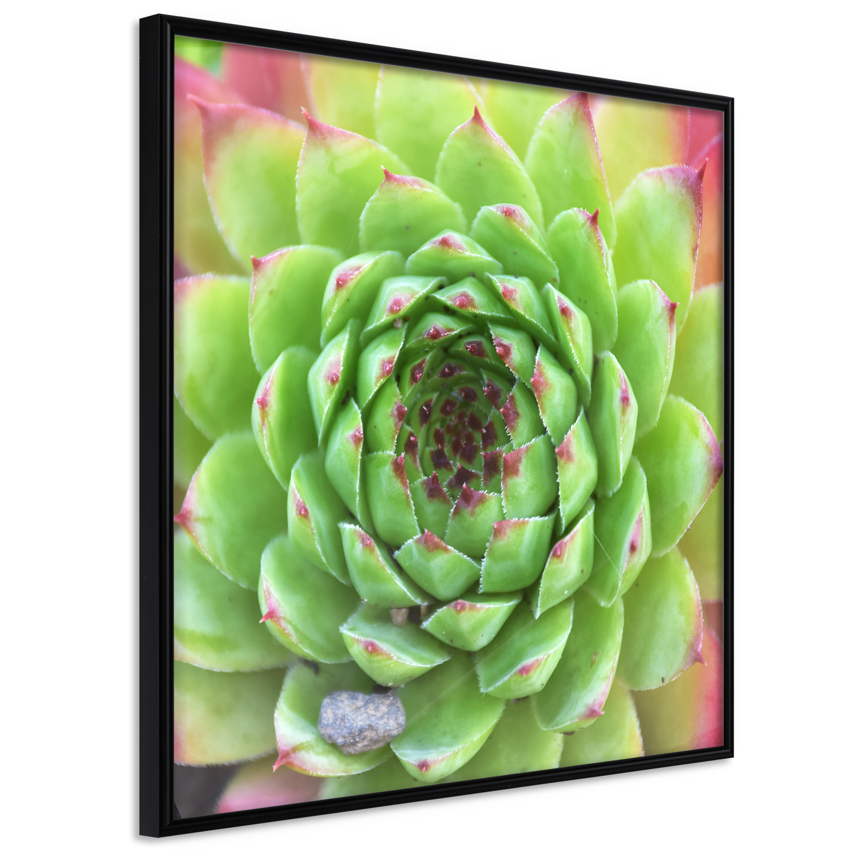Poster - Stone Rose (Square) - 20x20