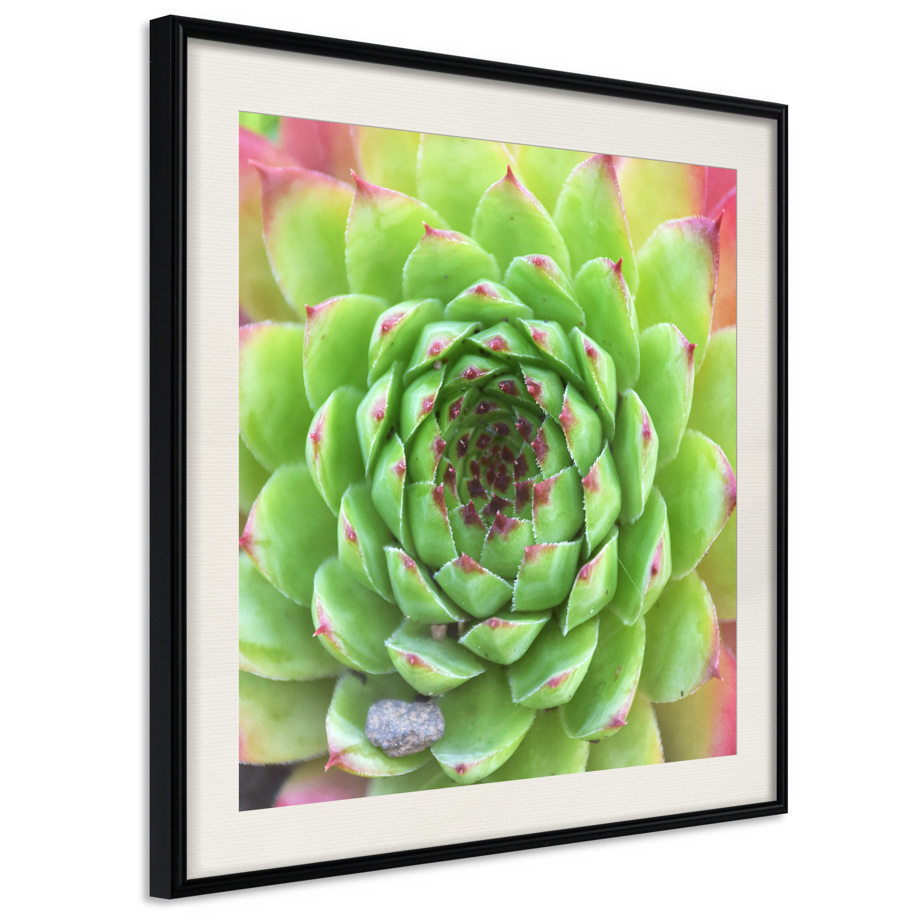 Poster - Stone Rose (Square) - 30x30