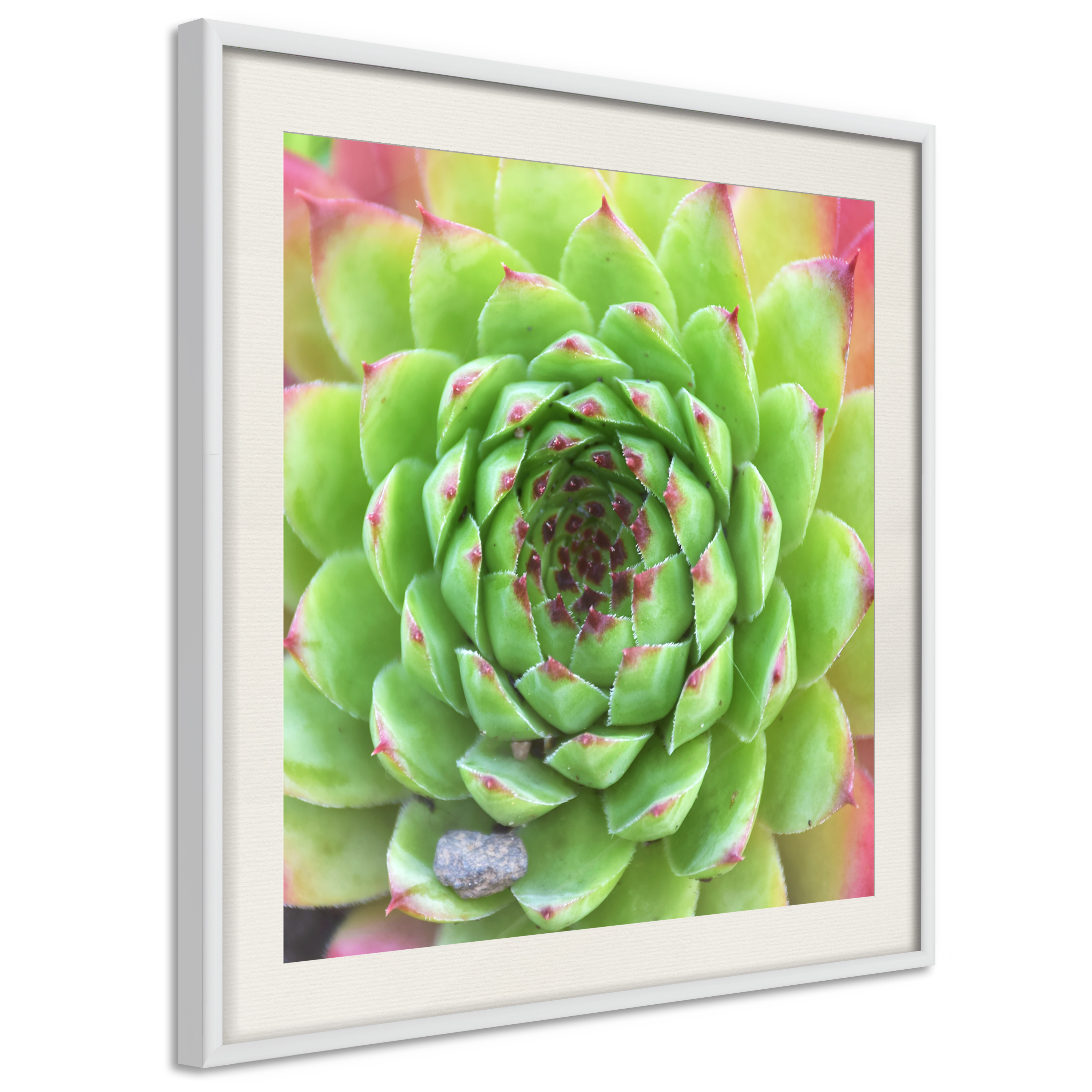 Poster - Stone Rose (Square) - 30x30