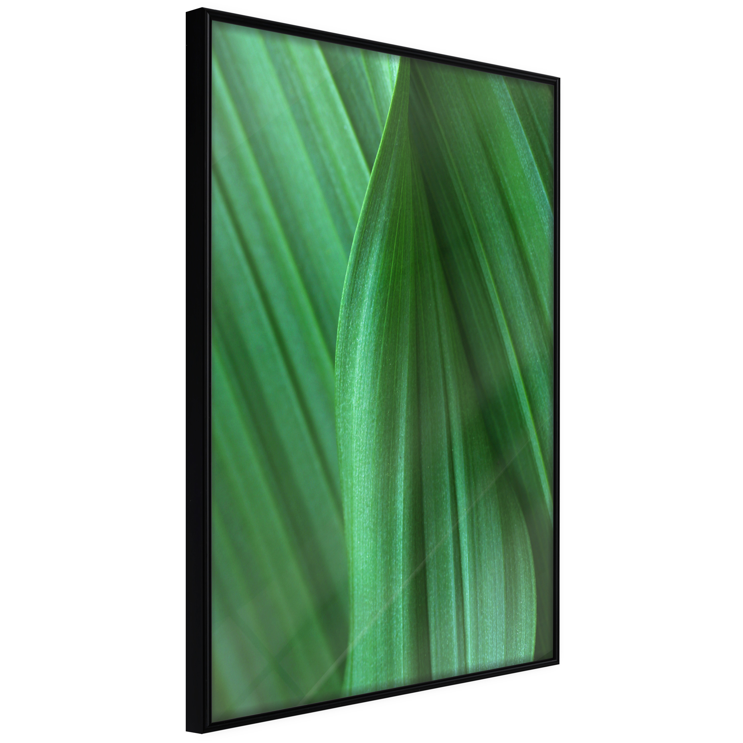 Poster - Leaf Structure - 20x30