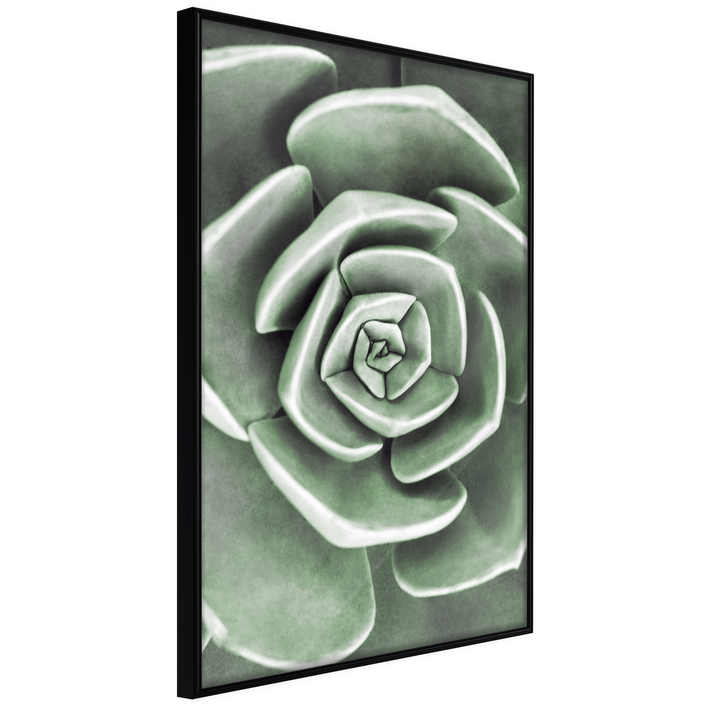 Poster - Robust Plant - 40x60