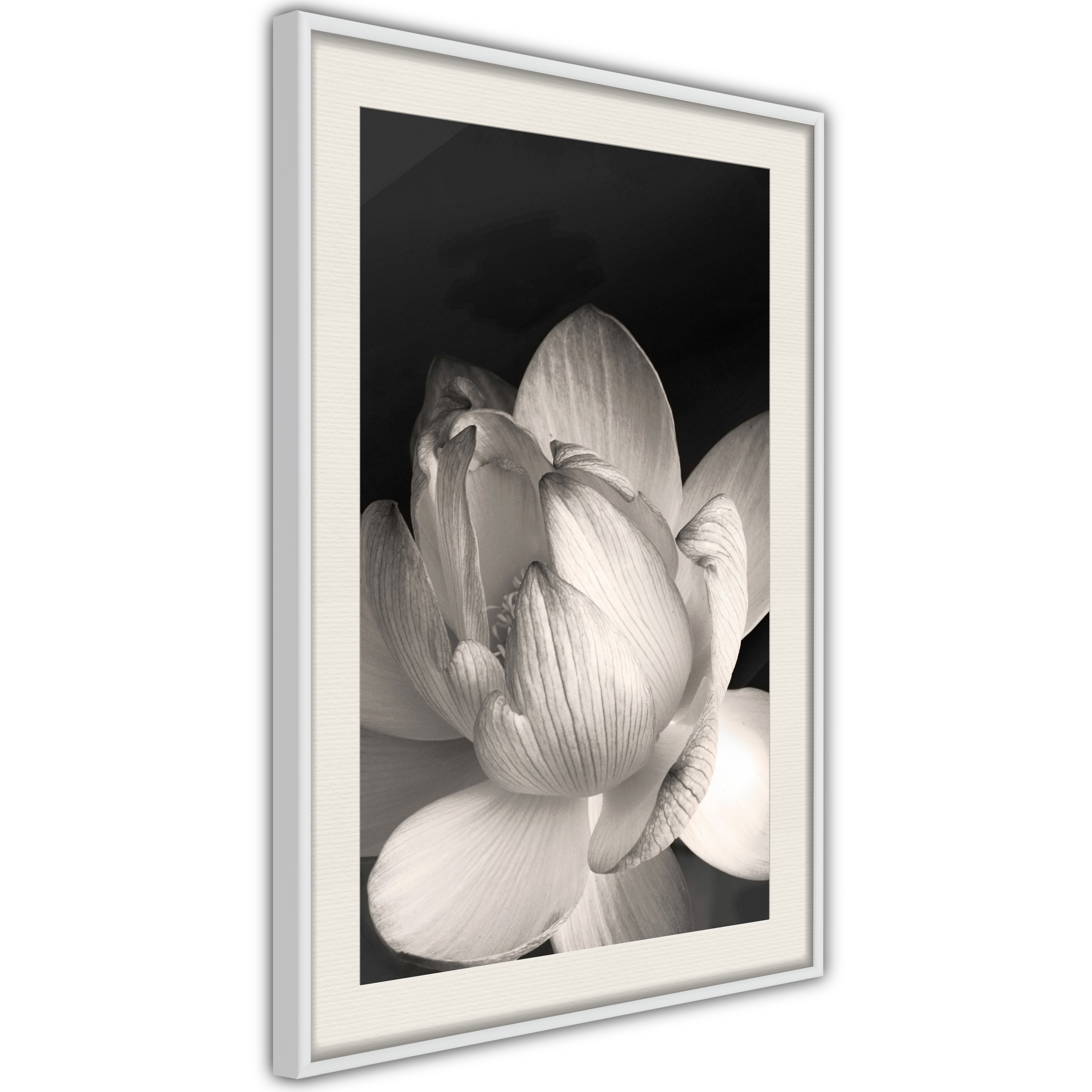 Poster - Delicacy of a Flower - 30x45