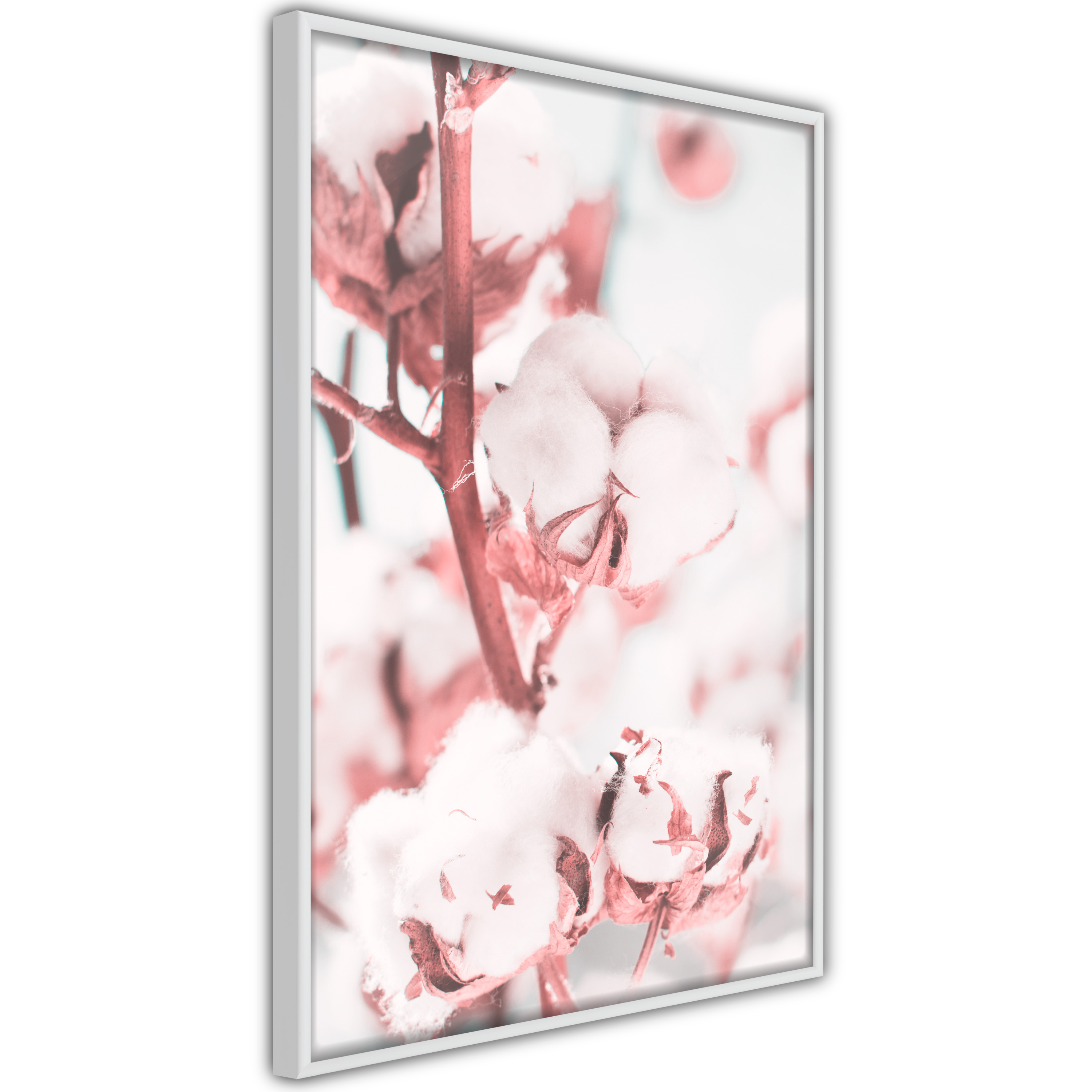 Poster - Cotton Flowers - 40x60