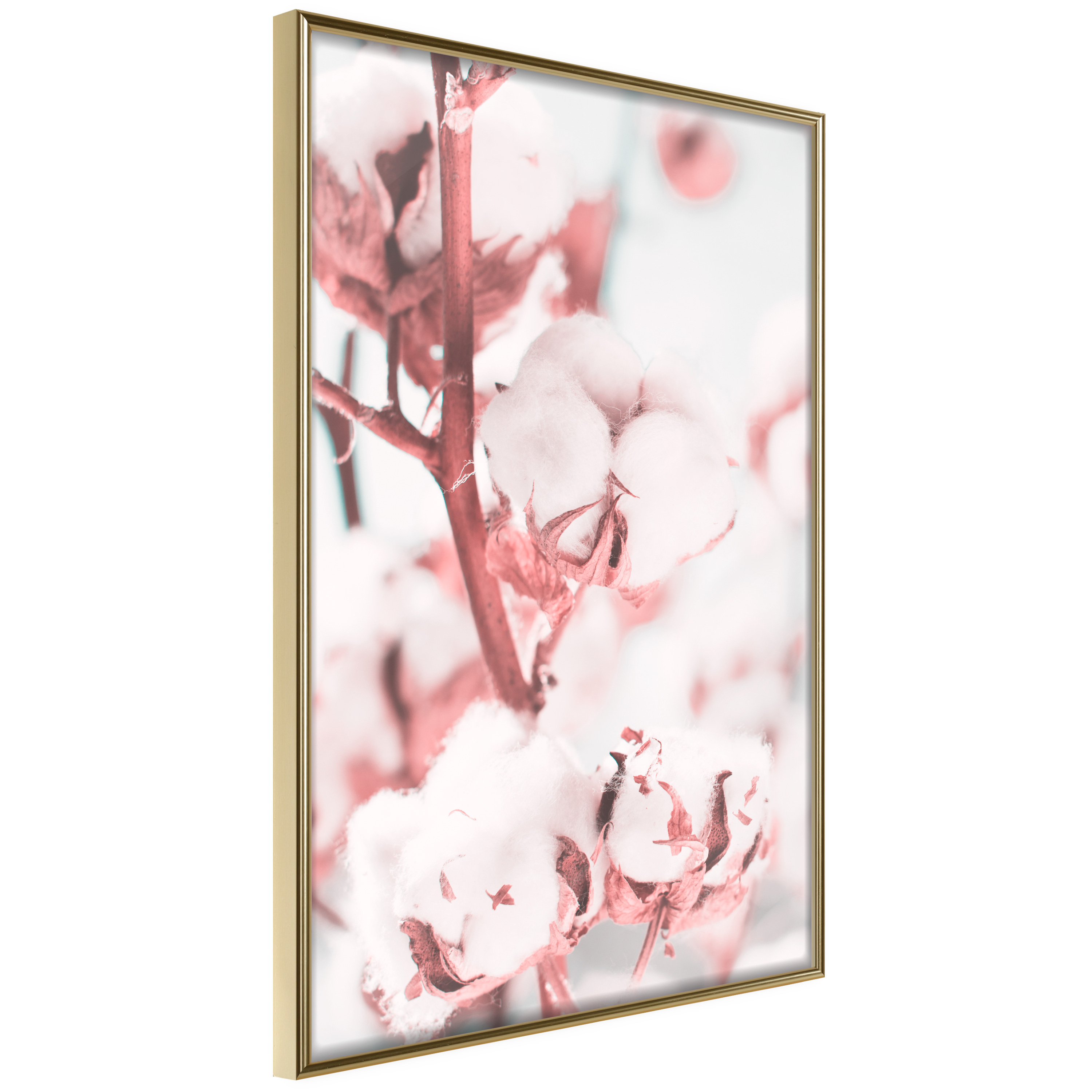 Poster - Cotton Flowers - 40x60