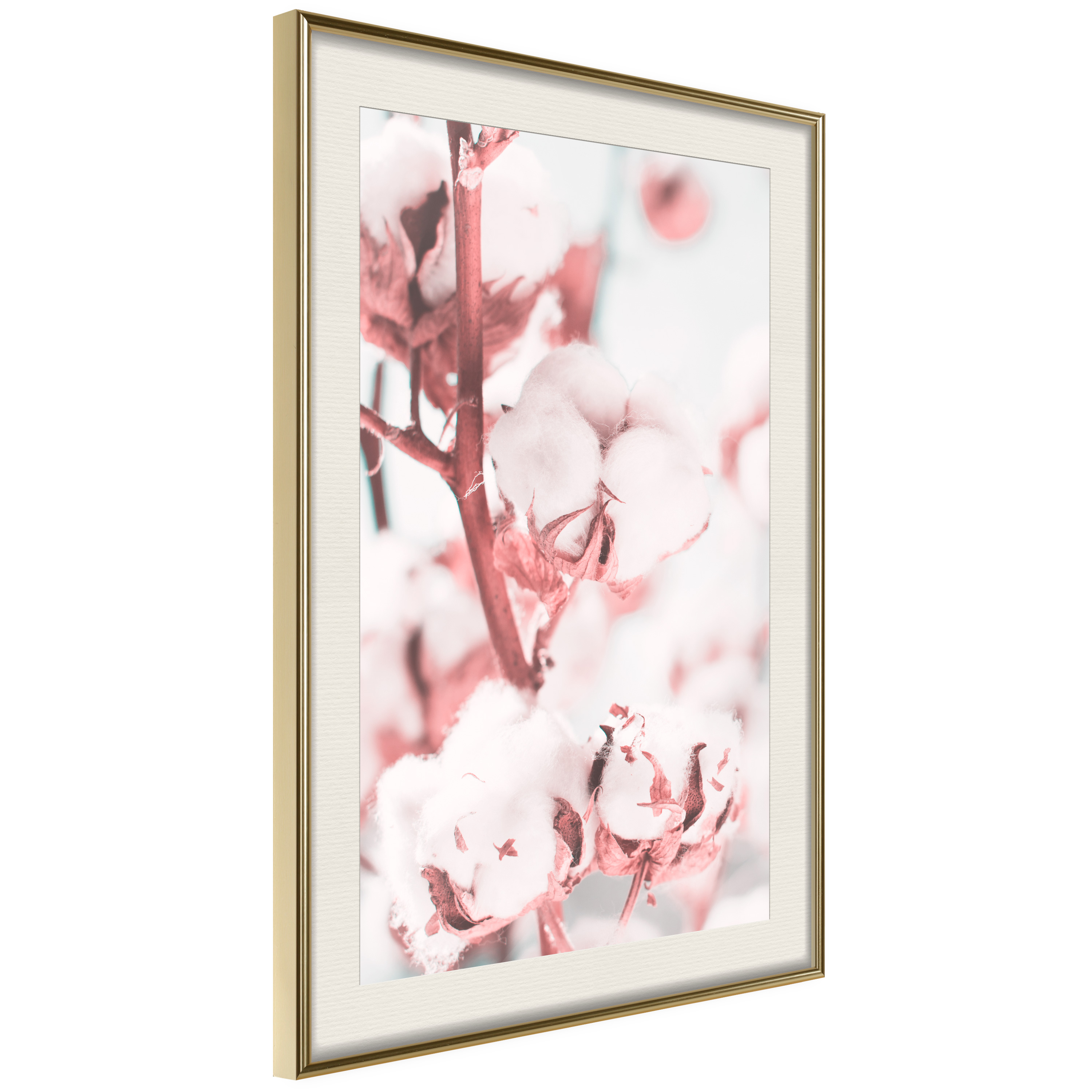 Poster - Cotton Flowers - 30x45