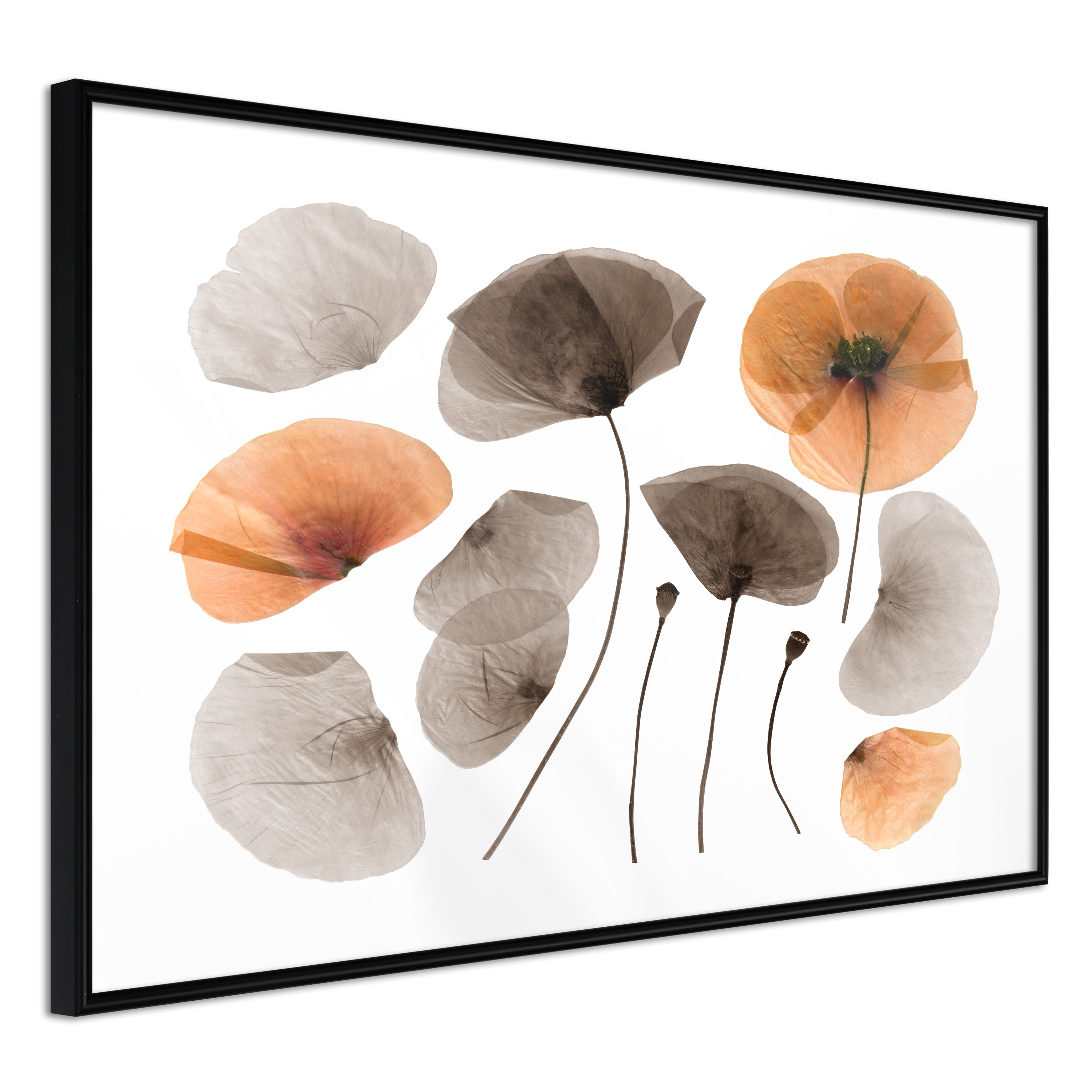Poster - Dried Poppies - 60x40