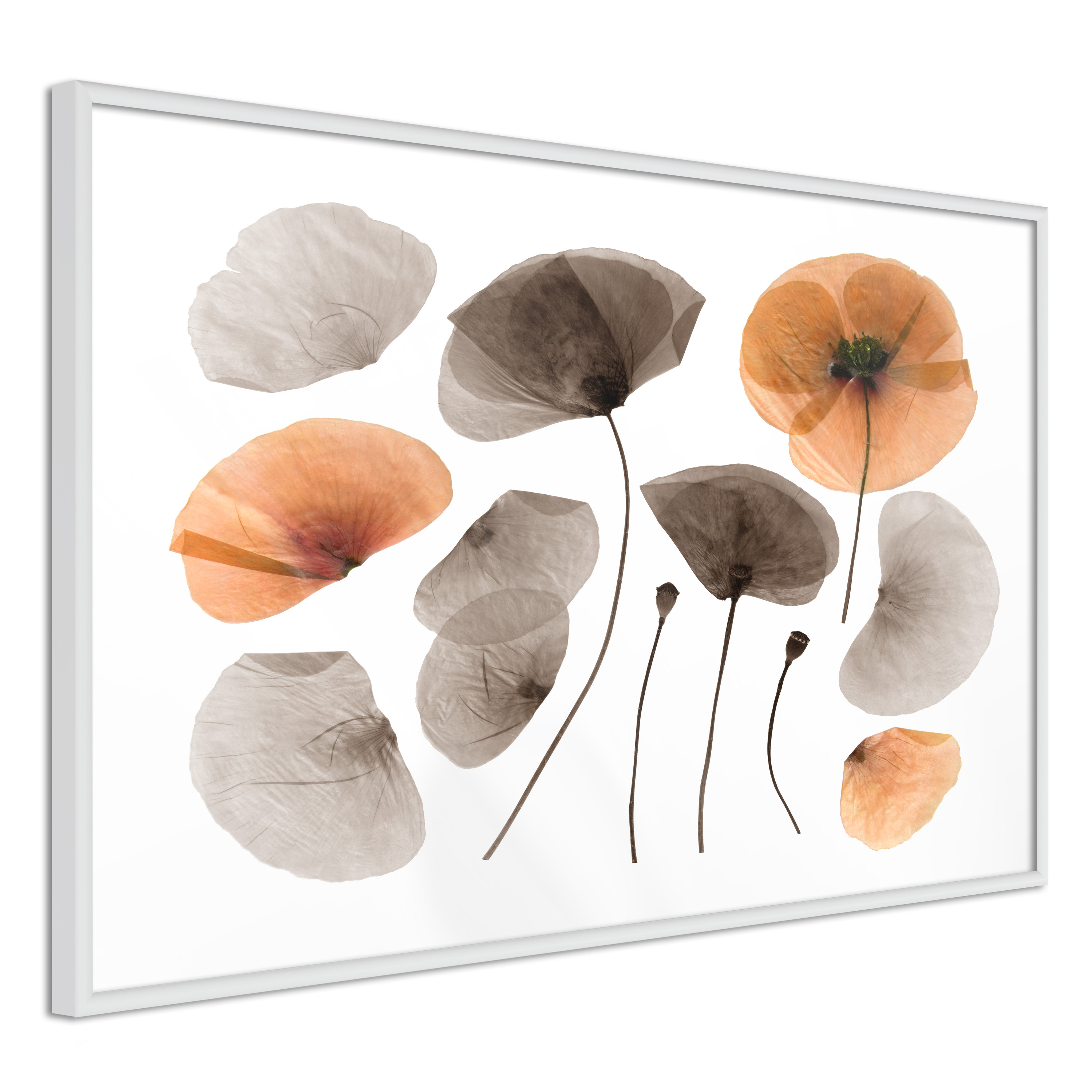 Poster - Dried Poppies - 60x40