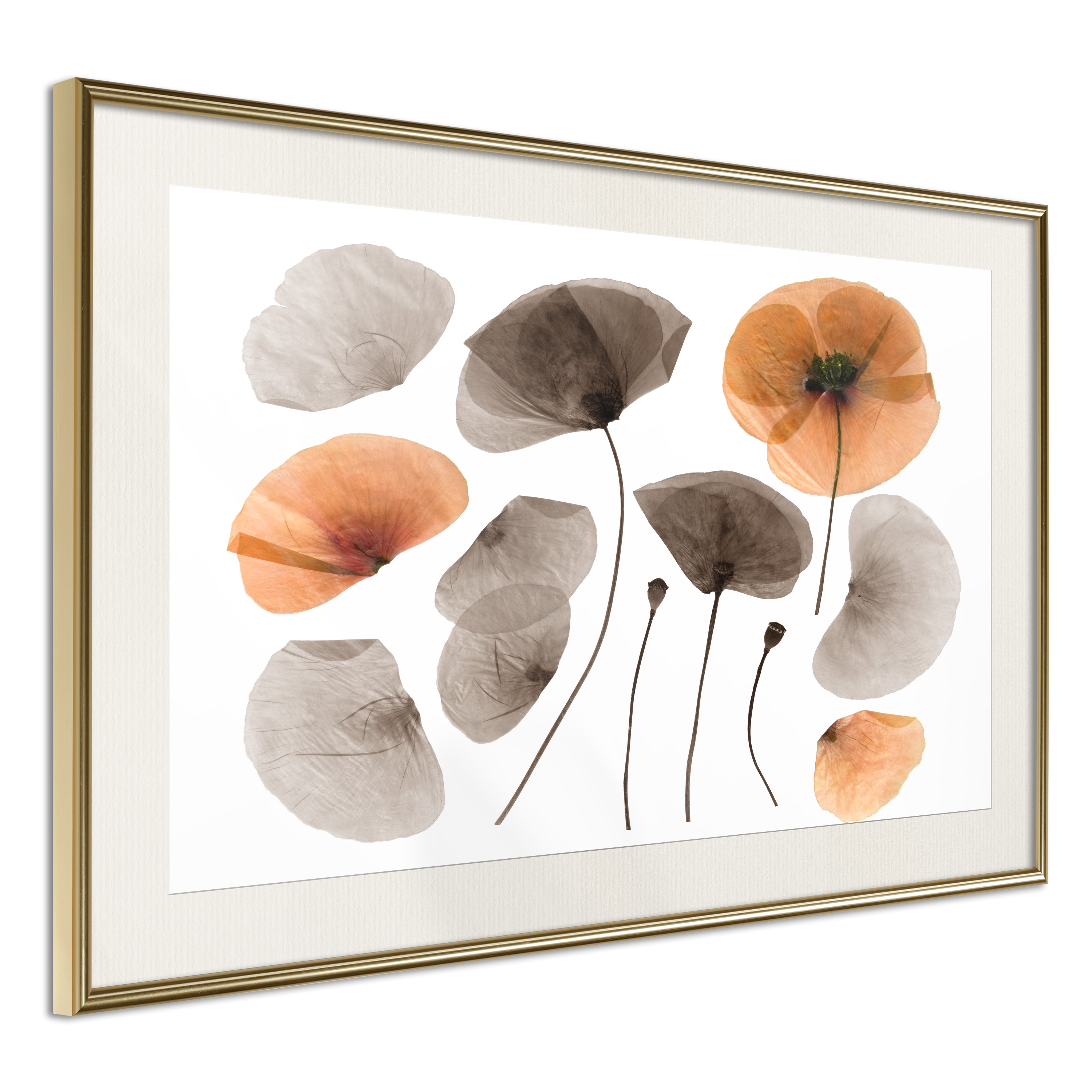 Poster - Dried Poppies - 90x60