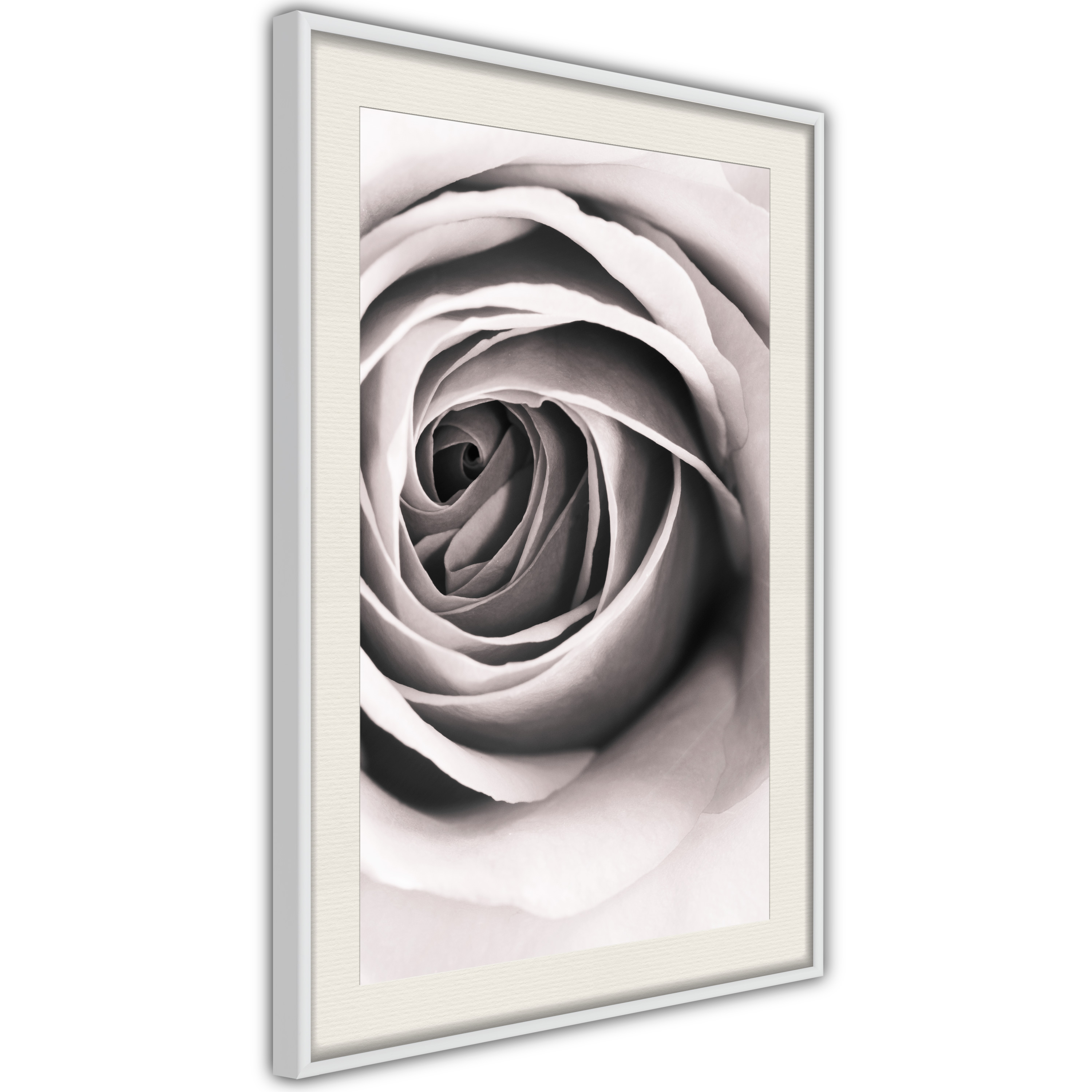 Poster - Structure of Petals - 40x60