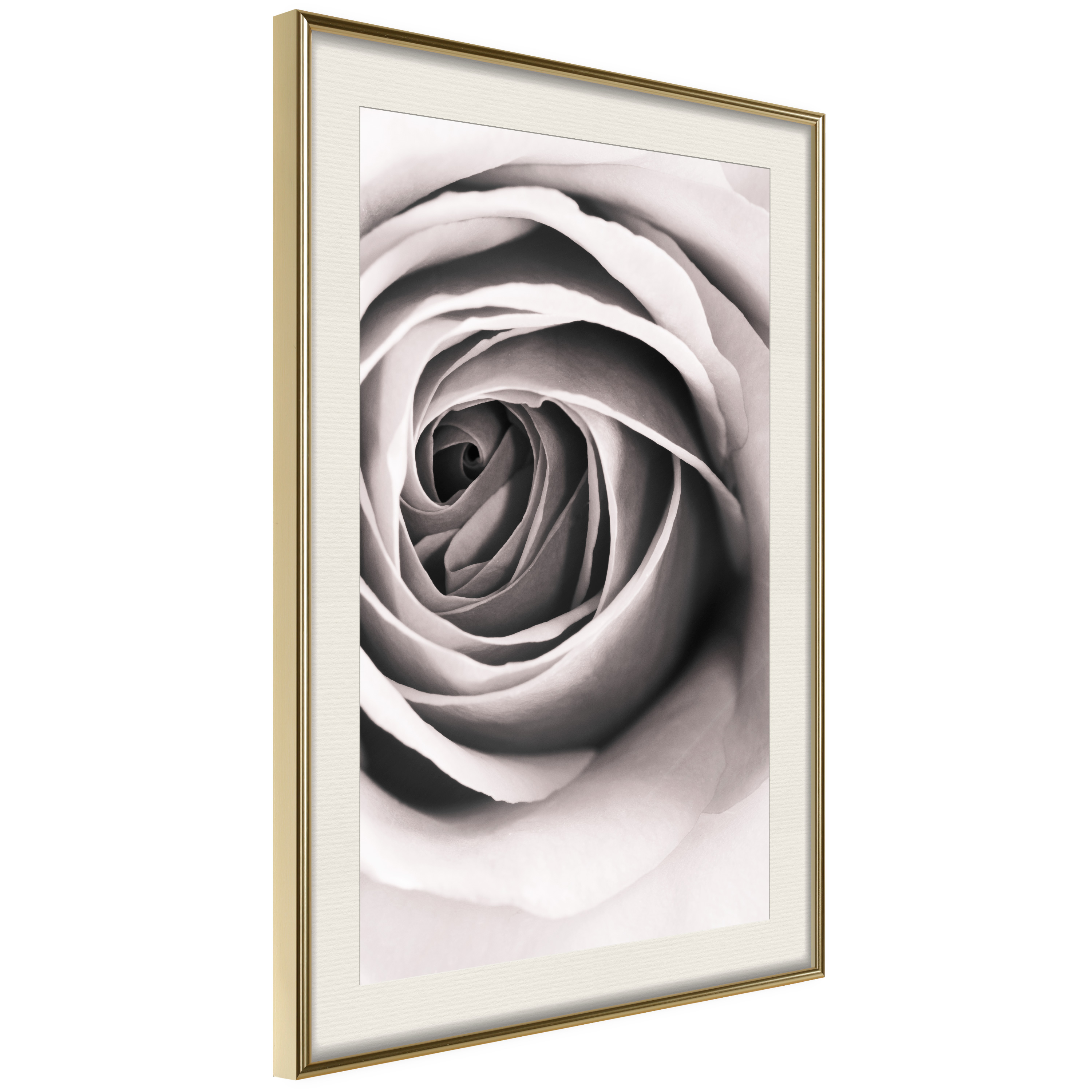Poster - Structure of Petals - 20x30