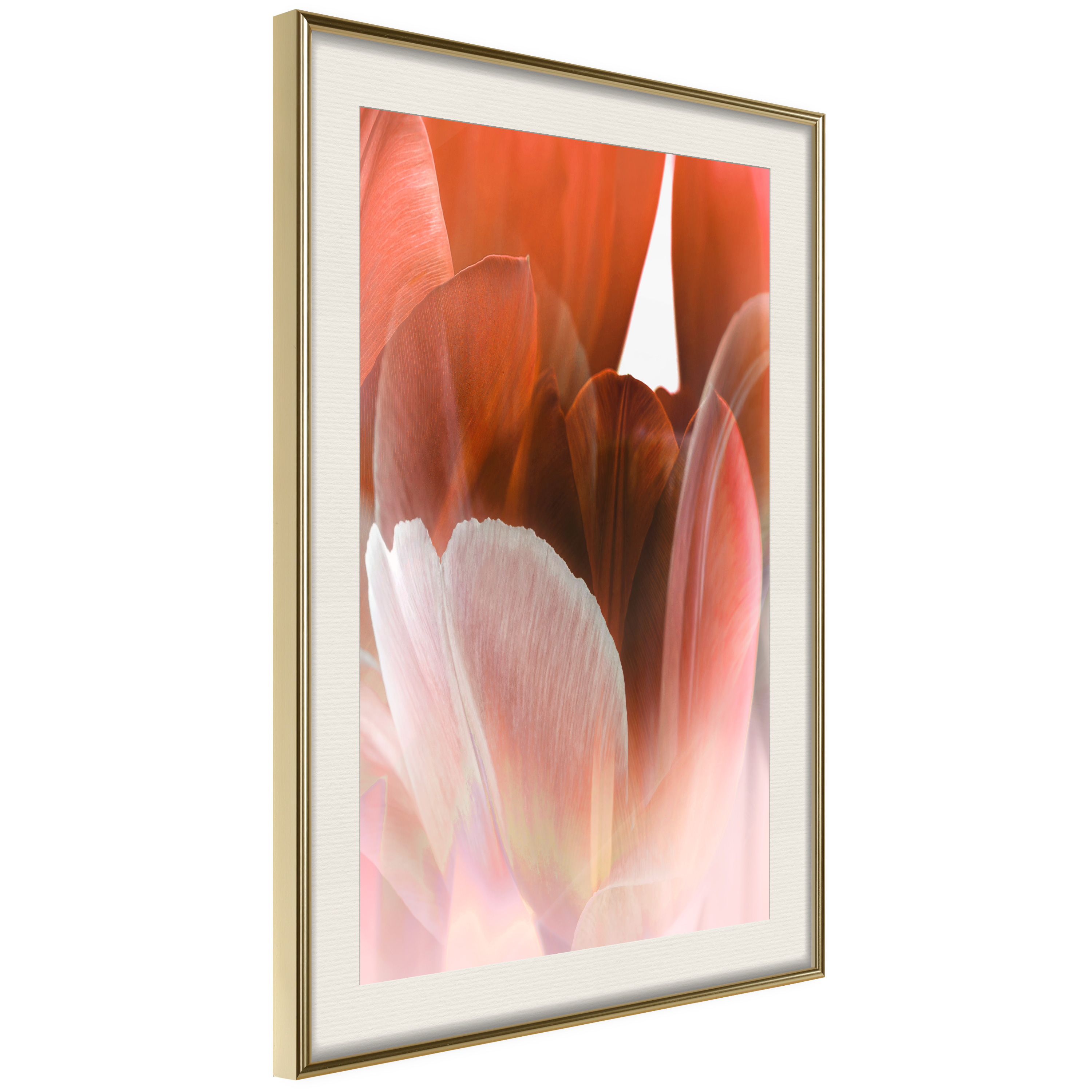 Poster - Tulip Petals - 30x45
