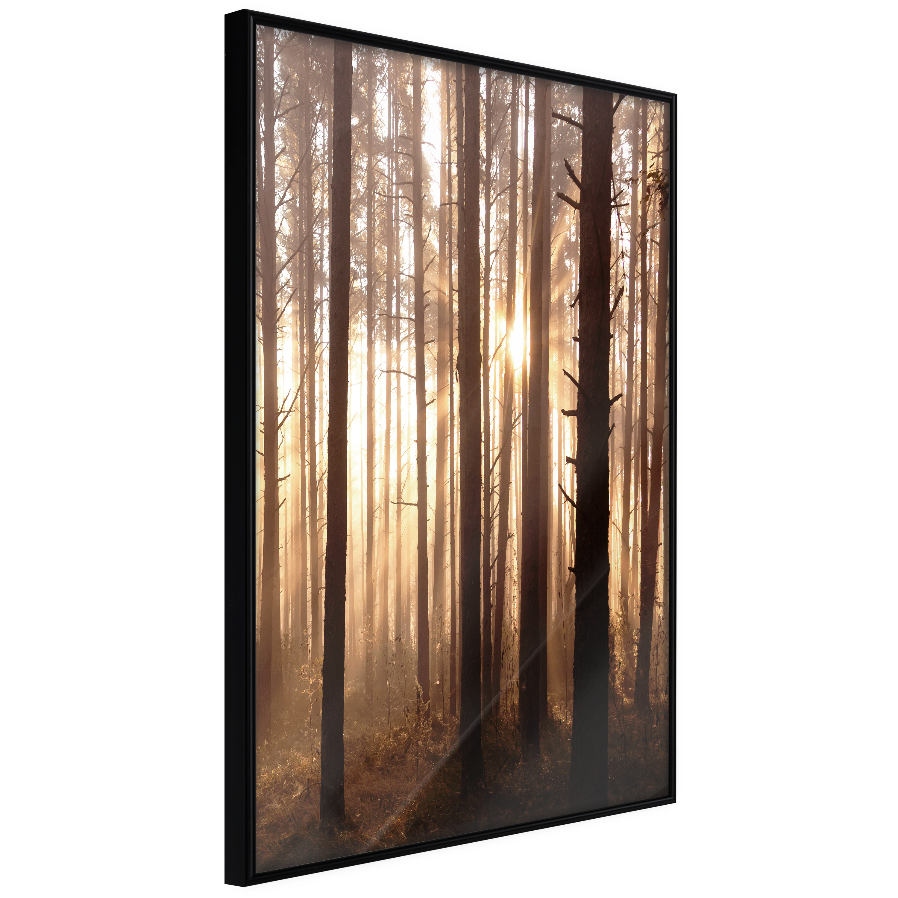 Poster - Morning in the Forest - 20x30