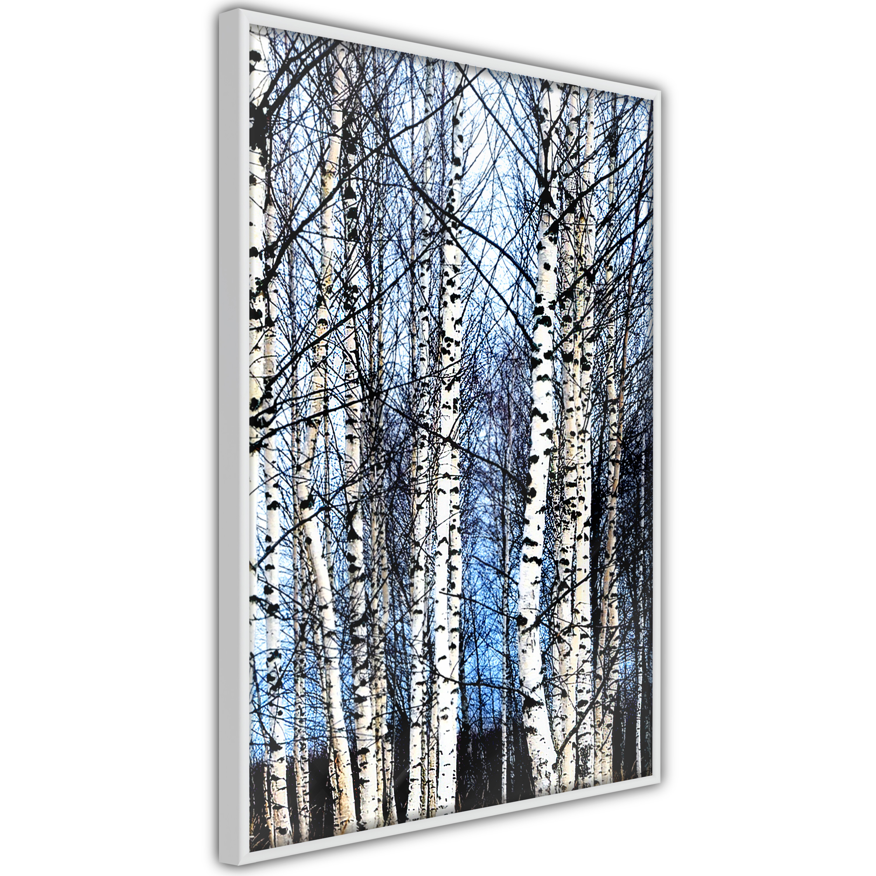 Poster - Winter Birch Trees - 20x30