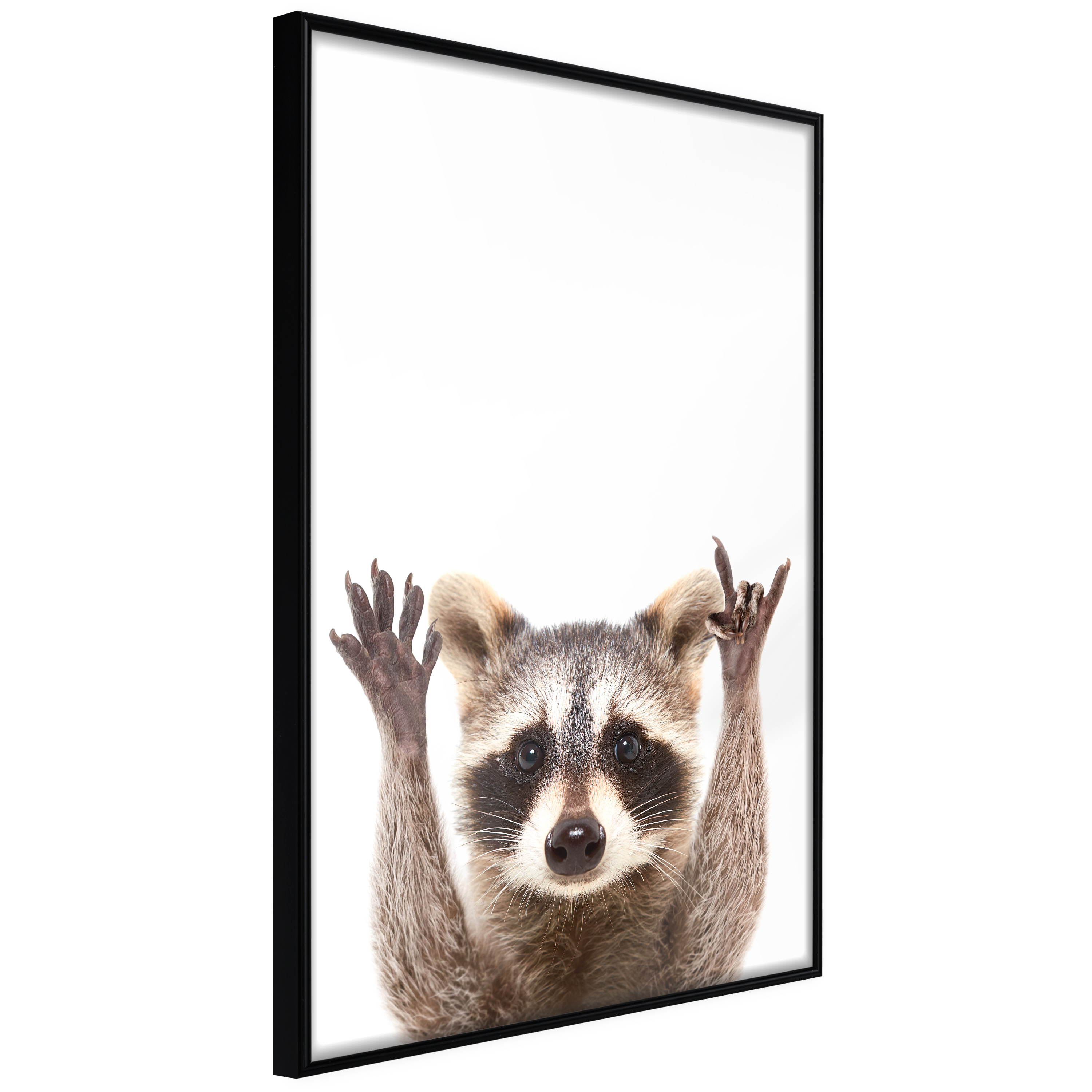 Poster - Funny Racoon - 40x60
