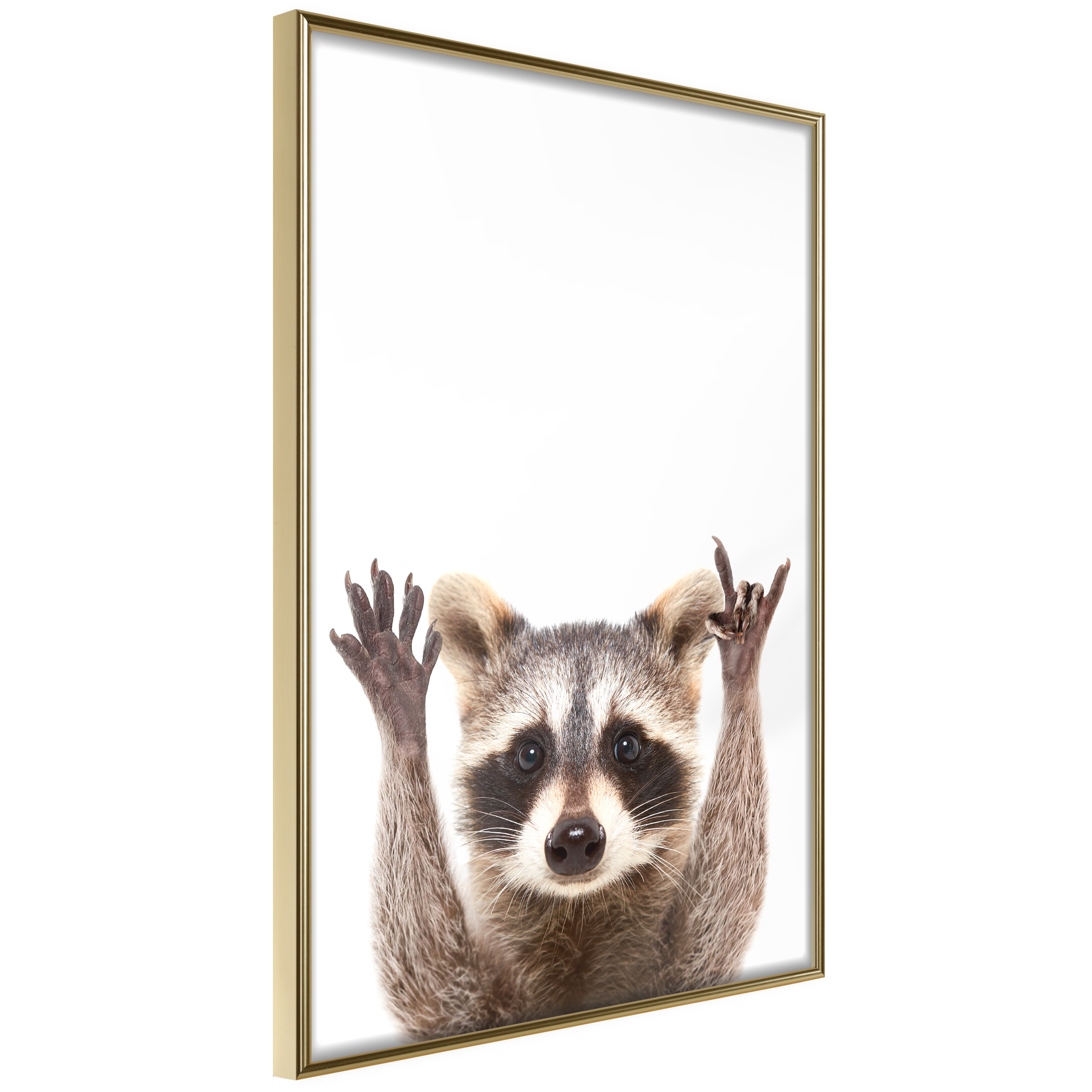 Poster - Funny Racoon - 20x30