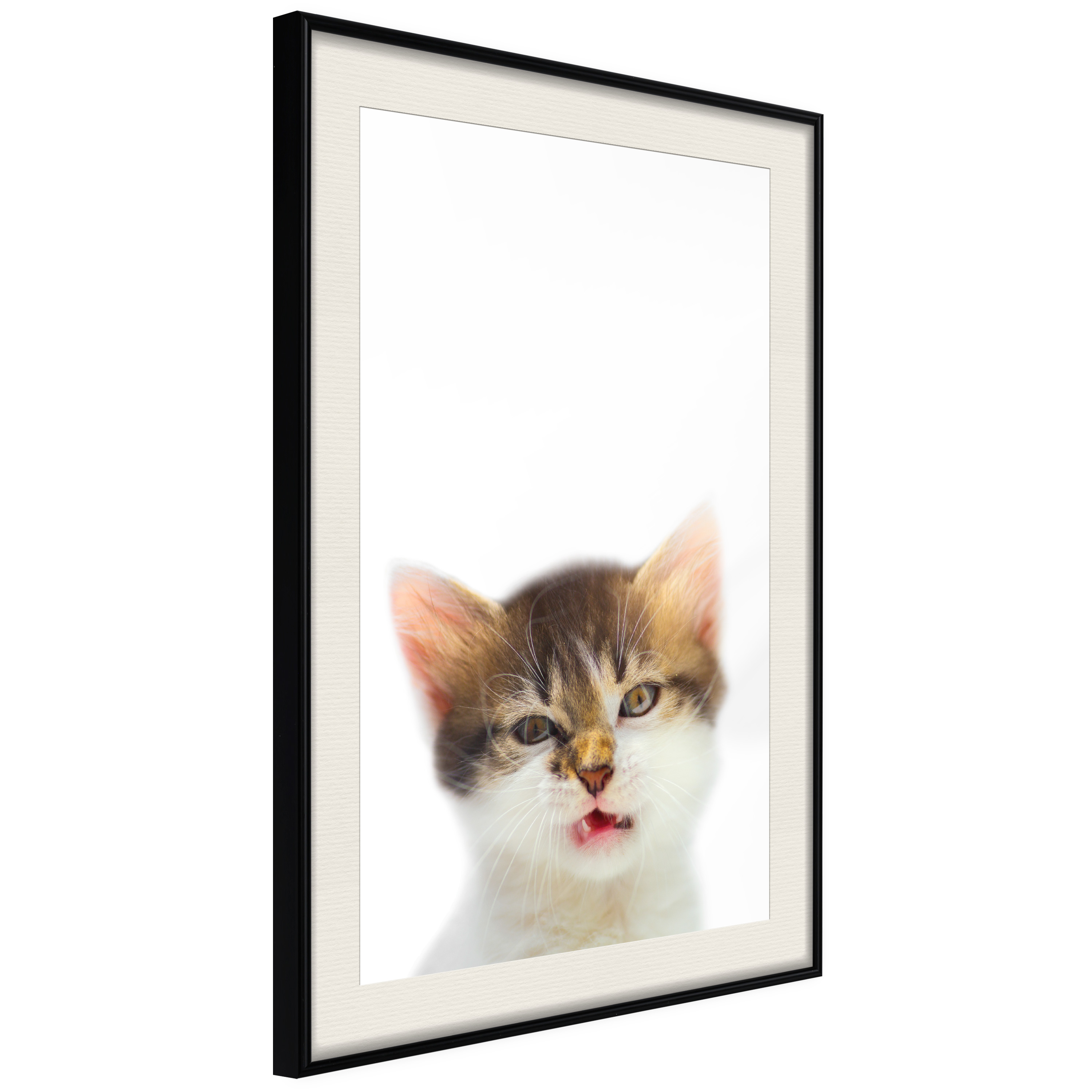 Poster - Funny Kitten - 40x60