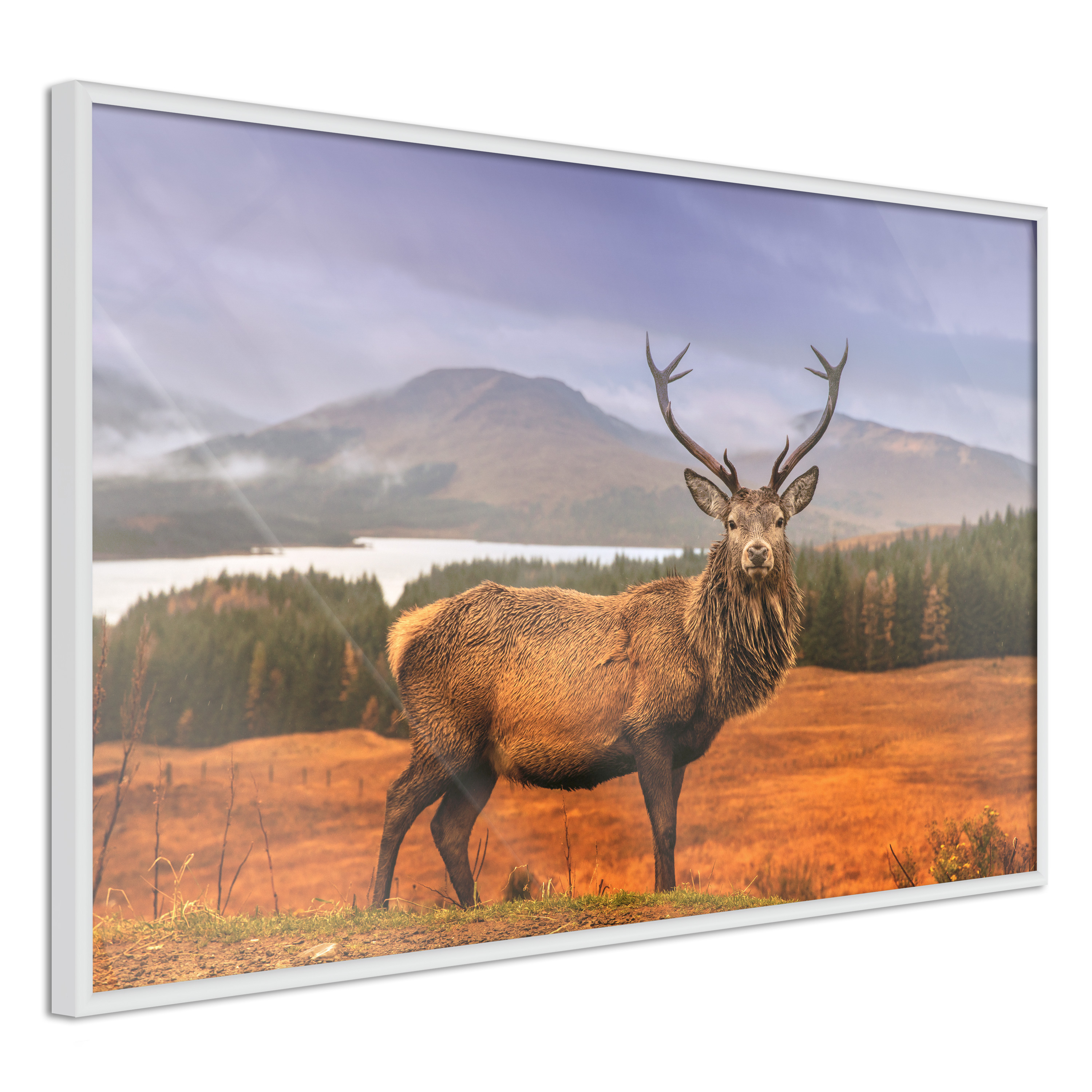Poster - Majestic Deer - 90x60