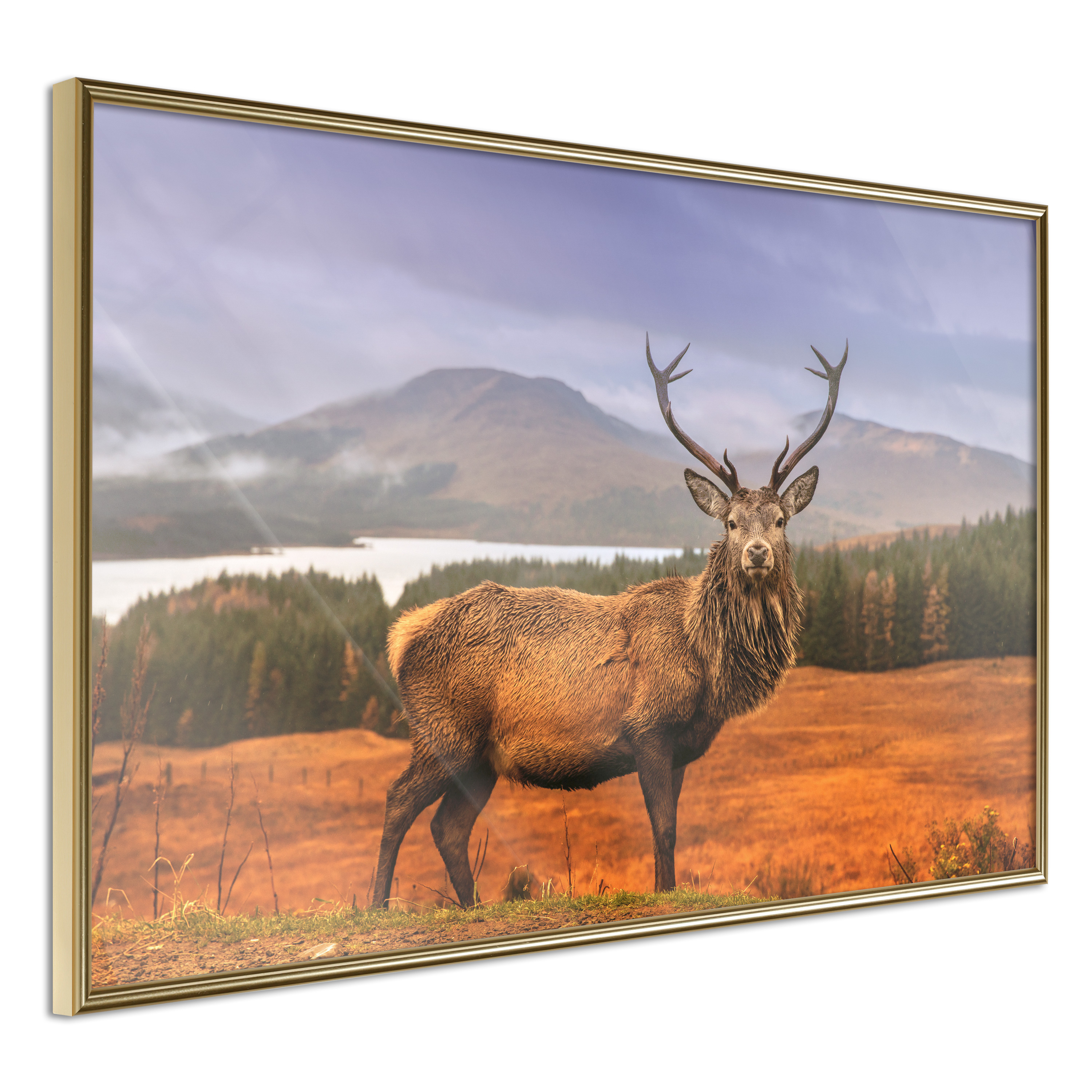 Poster - Majestic Deer - 45x30