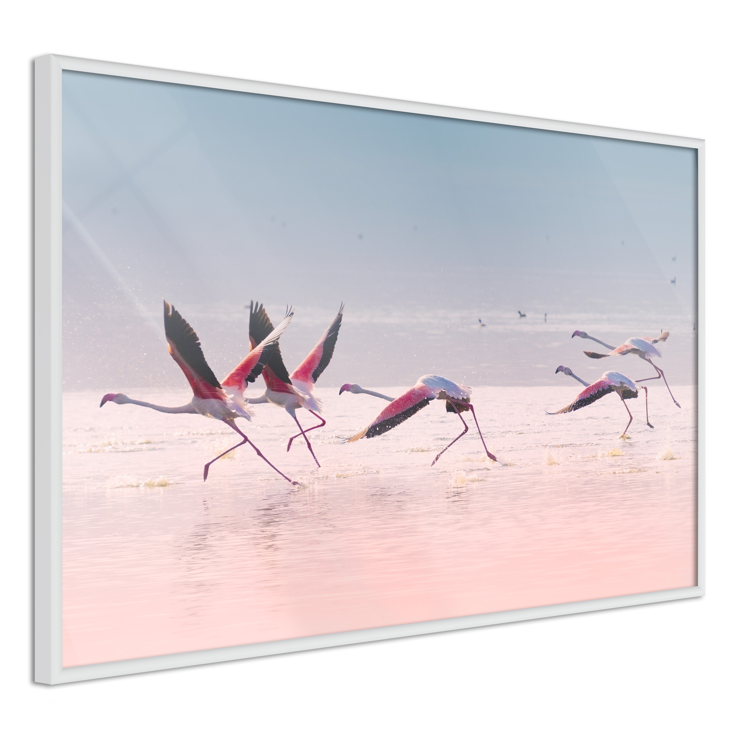 Poster - Flamingos Breaking into a Flight - 45x30