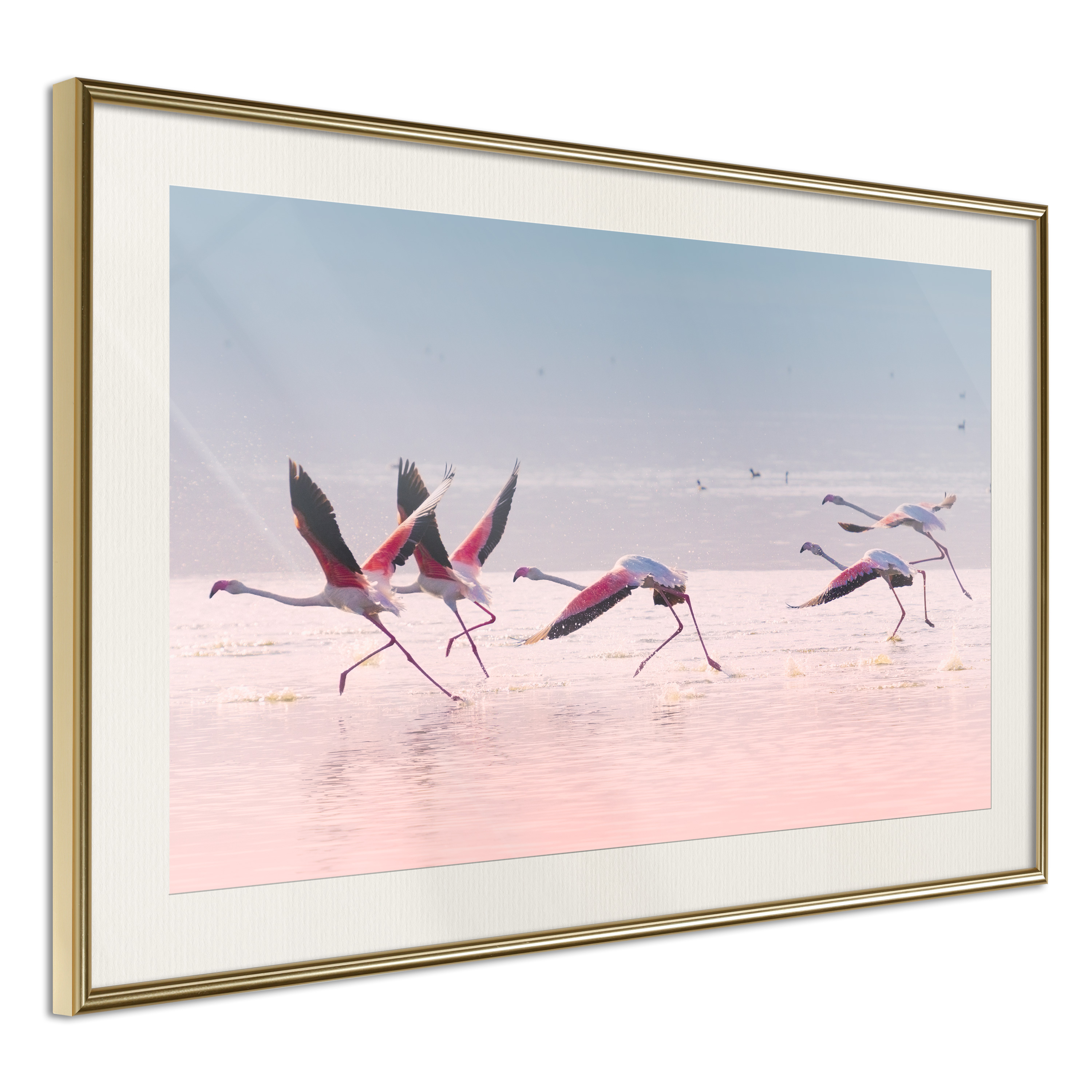 Poster - Flamingos Breaking into a Flight - 30x20