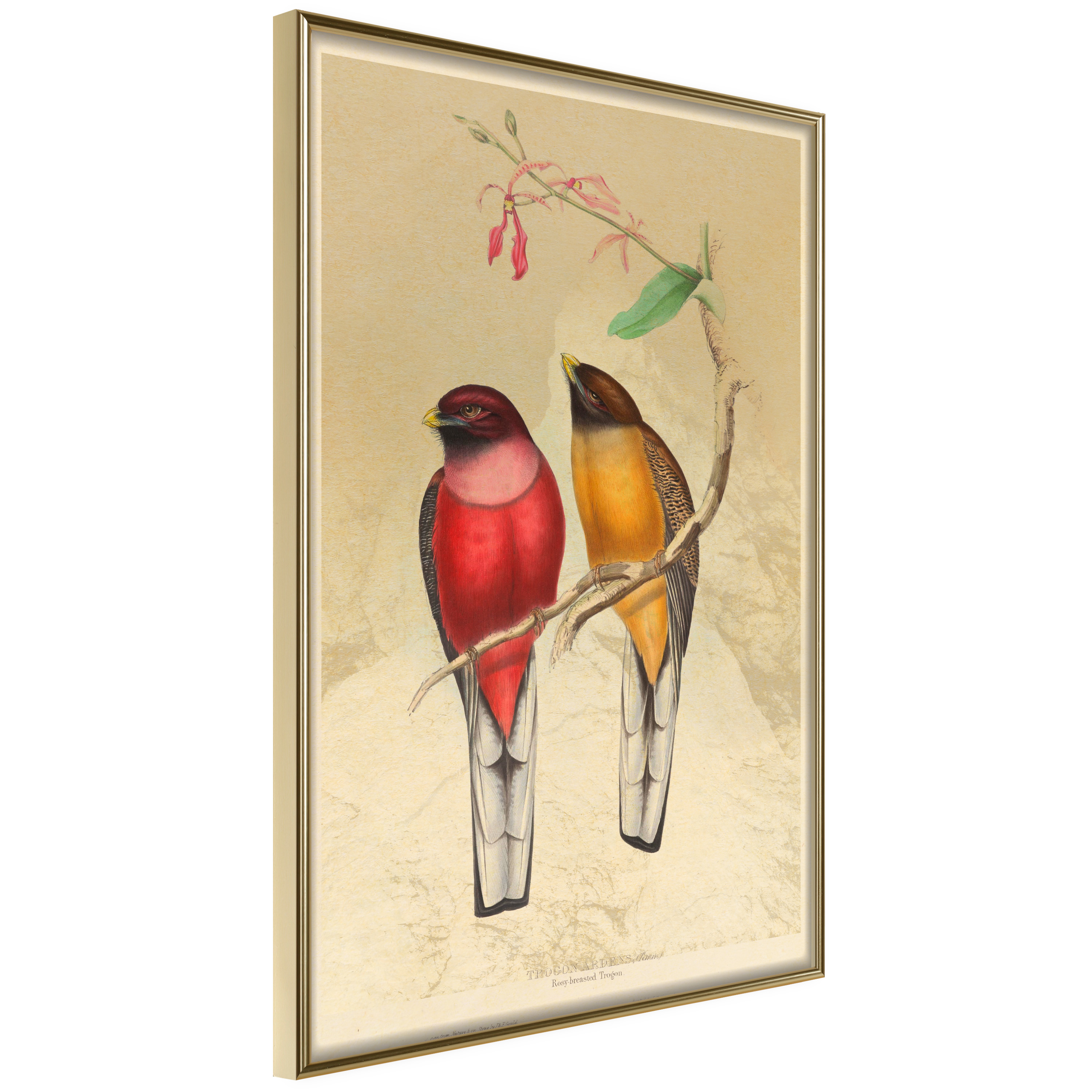 Poster - Ornithologist's Drawings - 40x60