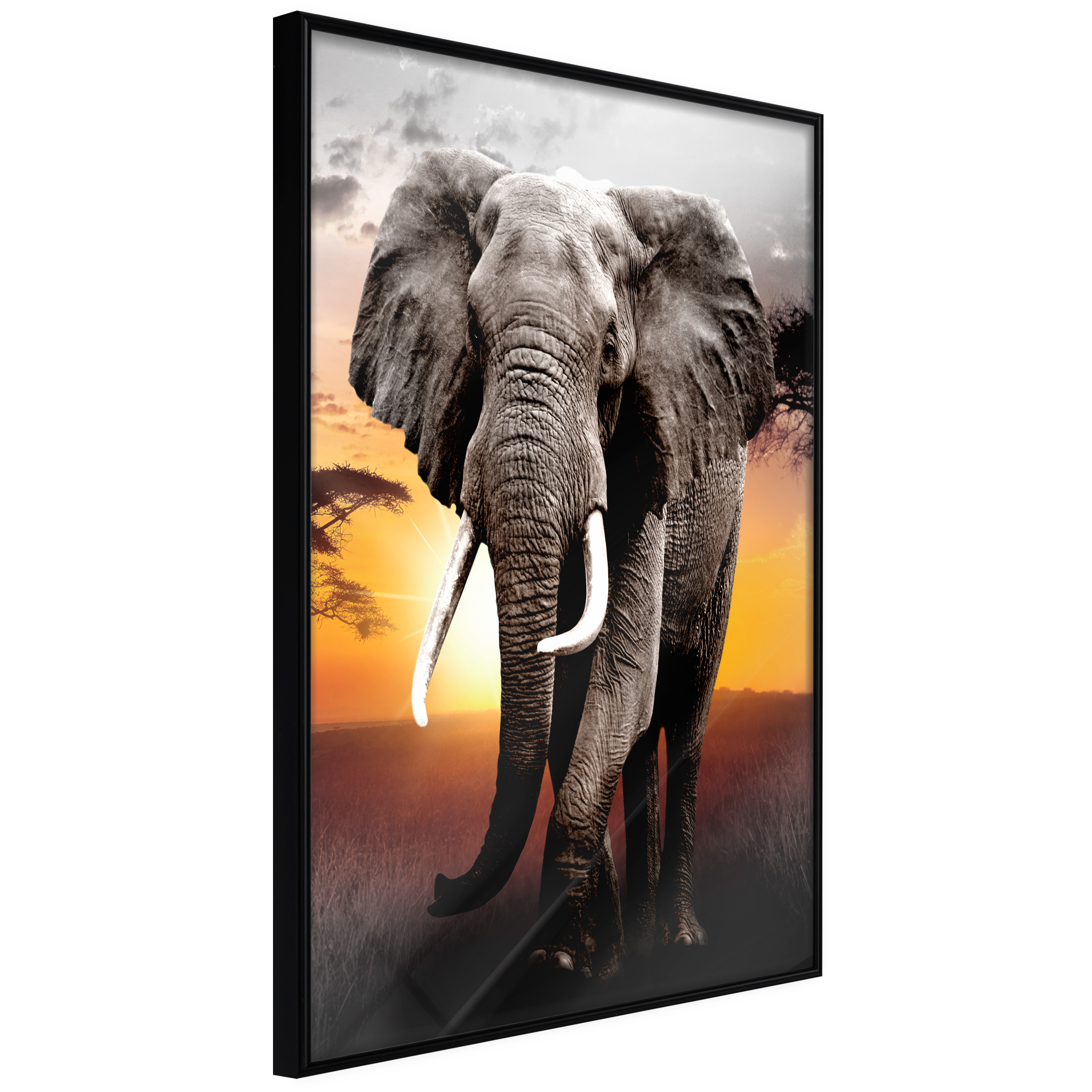 Poster - Majestic Elephant - 20x30