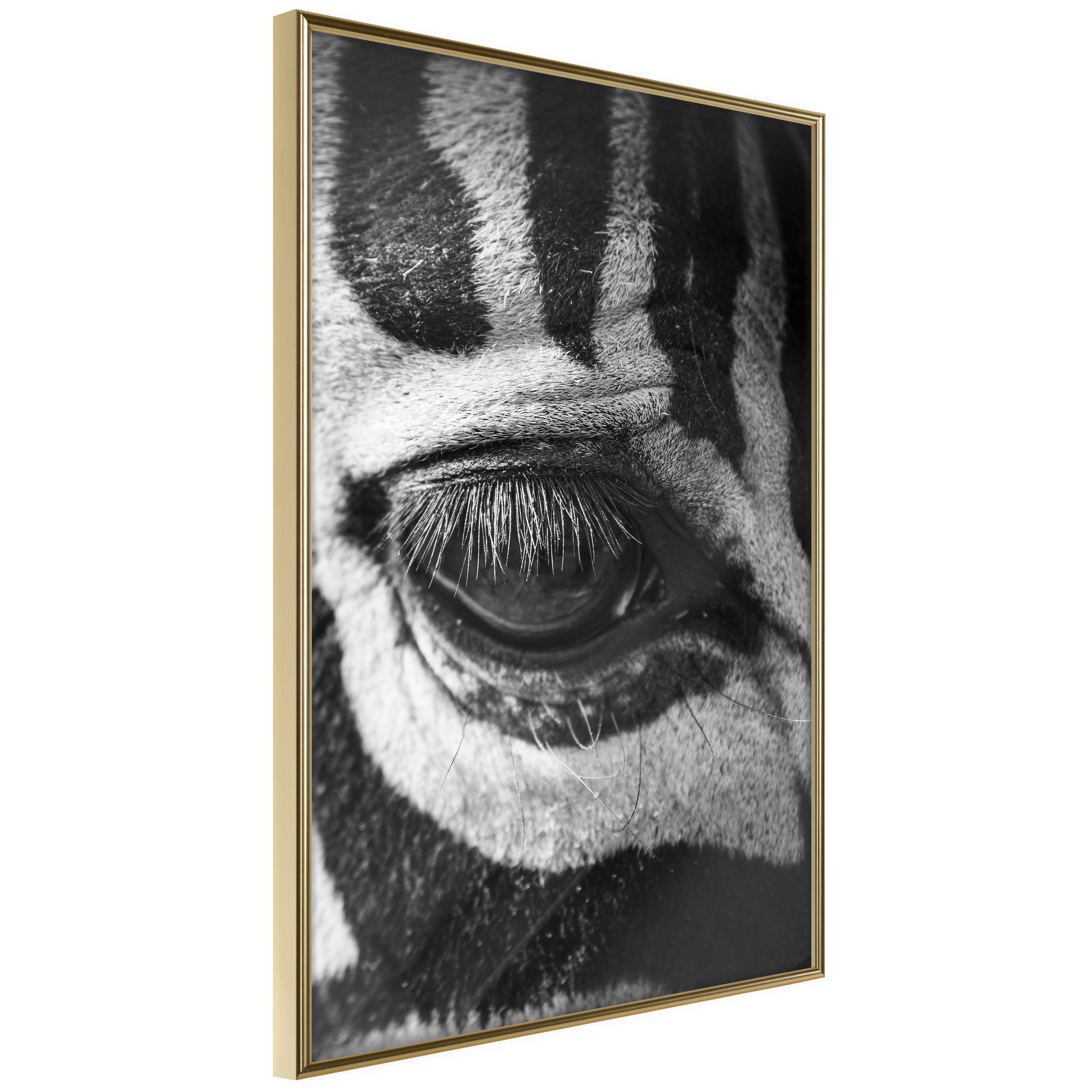 Poster - Zebra Is Watching You - 40x60